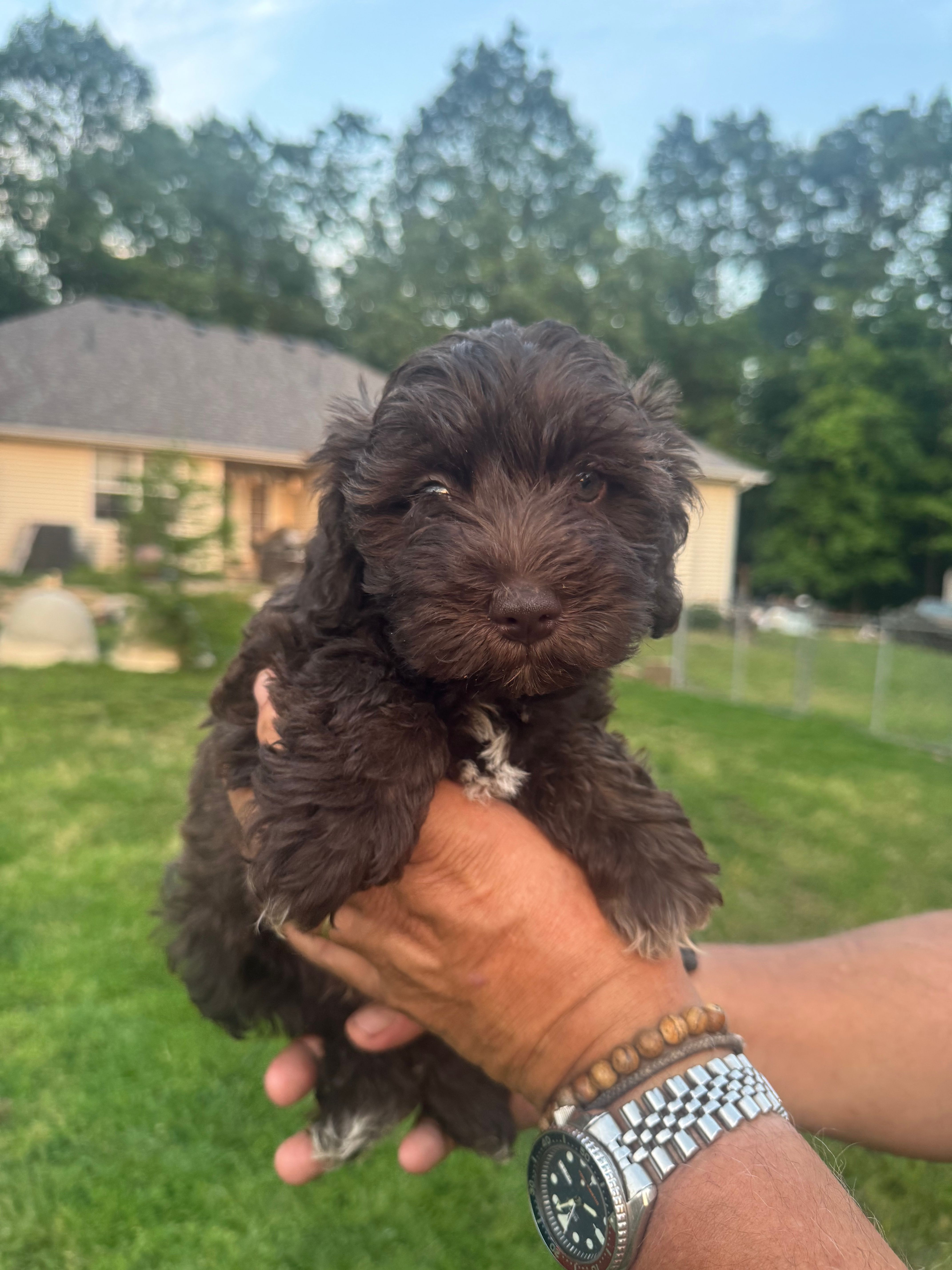 AKC Chocolate Colby – Miniature Schnauzer puppy for sale in Brighton, MO