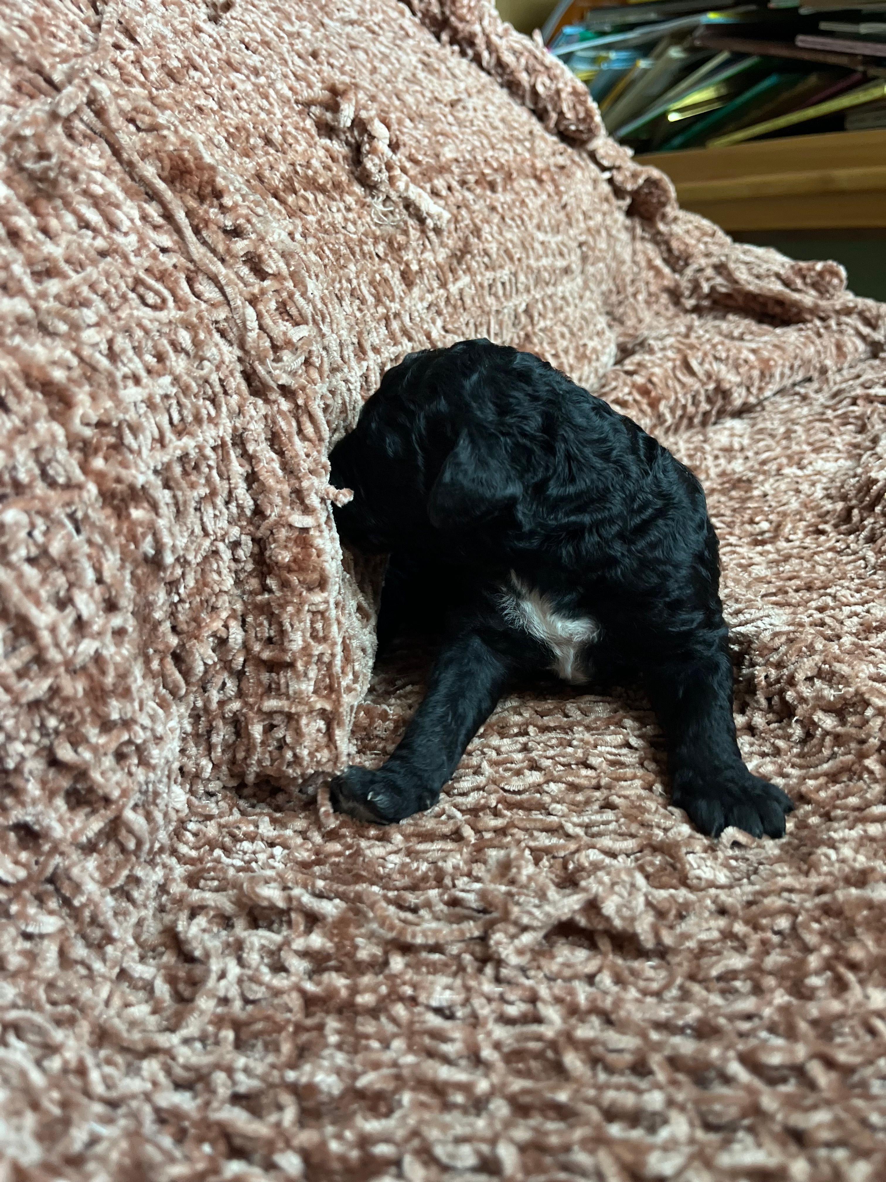 Black male  – Poodle - Standard  puppy for sale in Hartwell, GA
