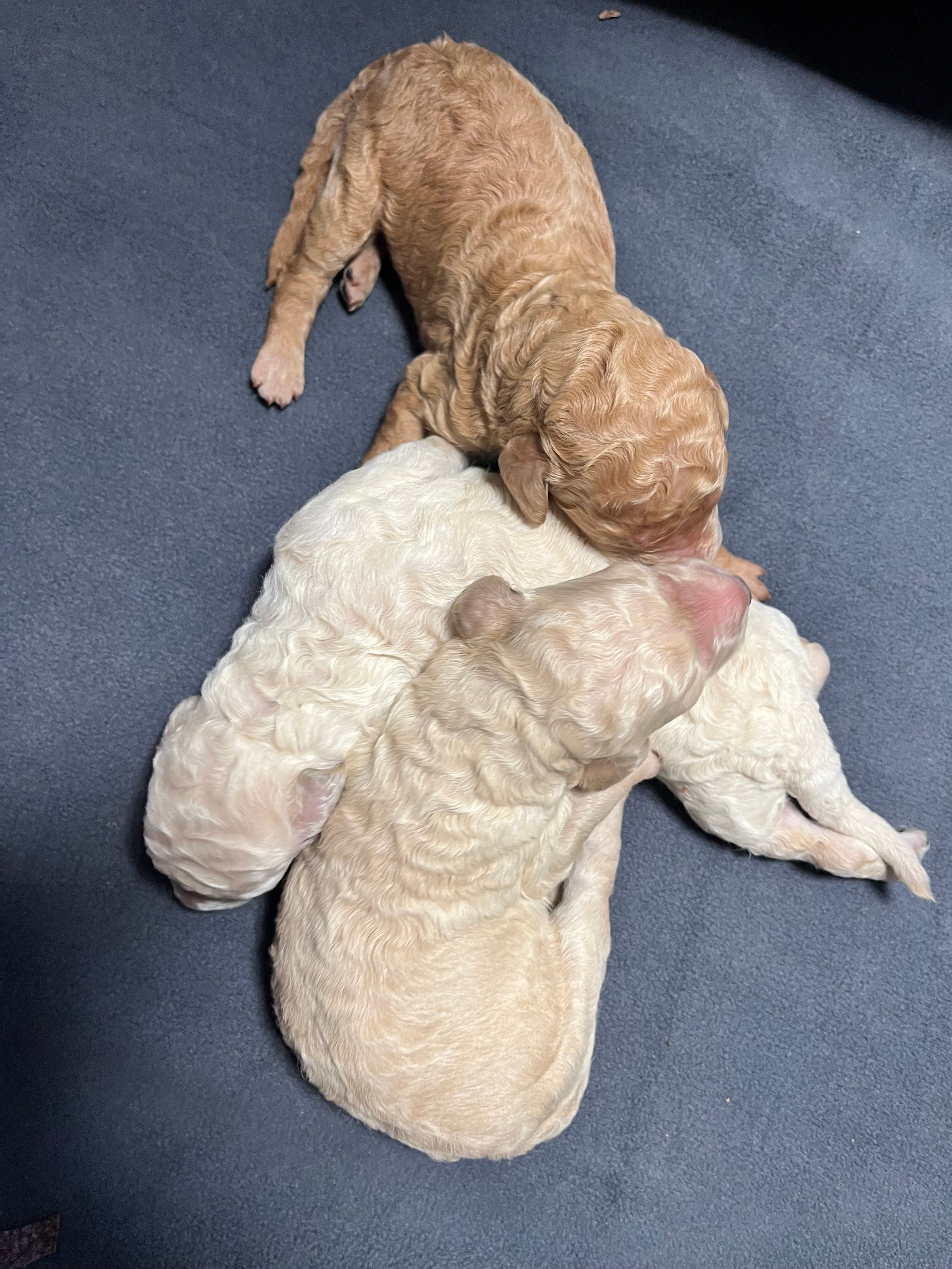 Goldilocks – Poodle - Standard  puppy for sale in Hartwell, GA