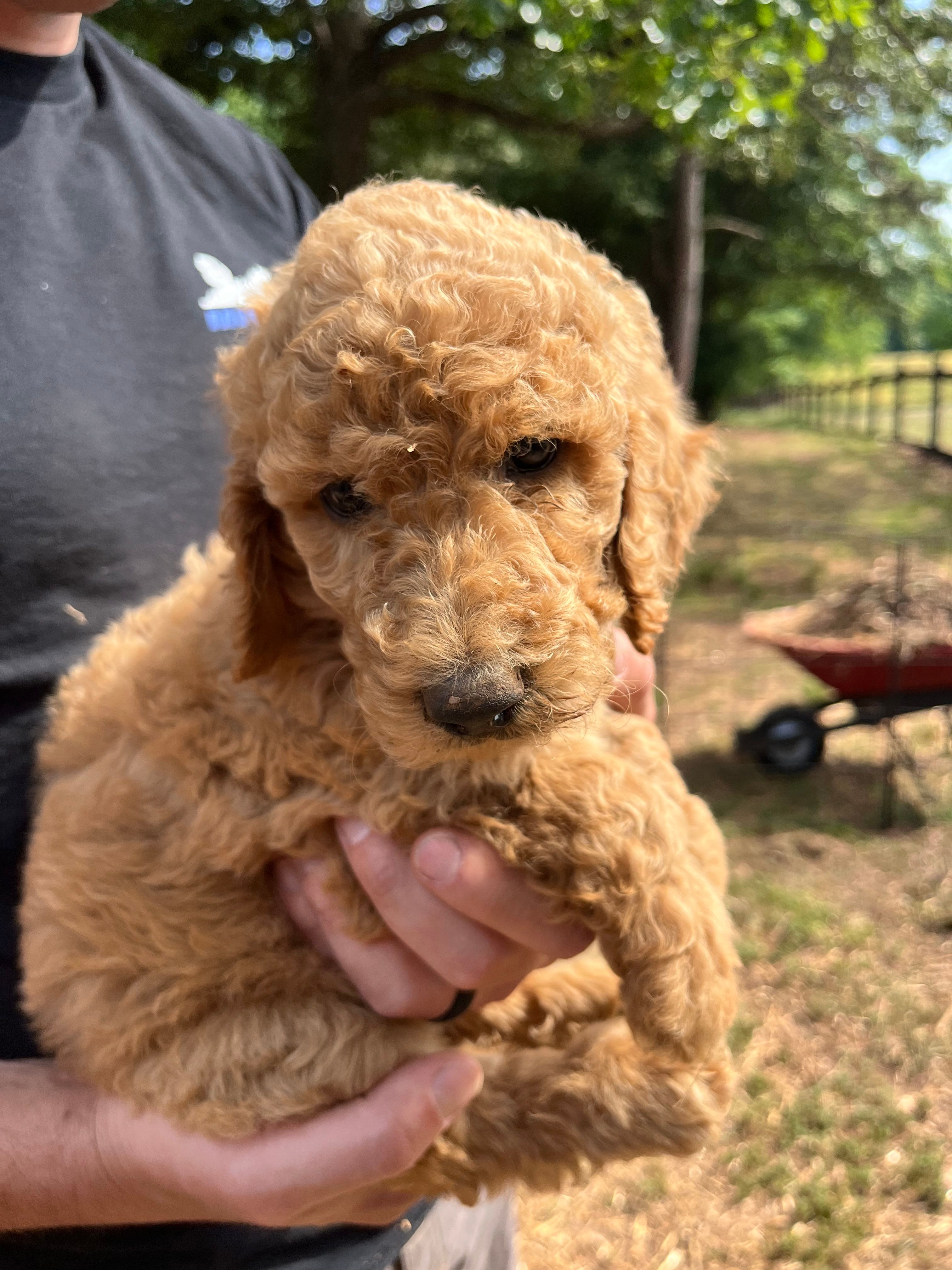 Goldilocks – Poodle - Standard  puppy for sale in Hartwell, GA