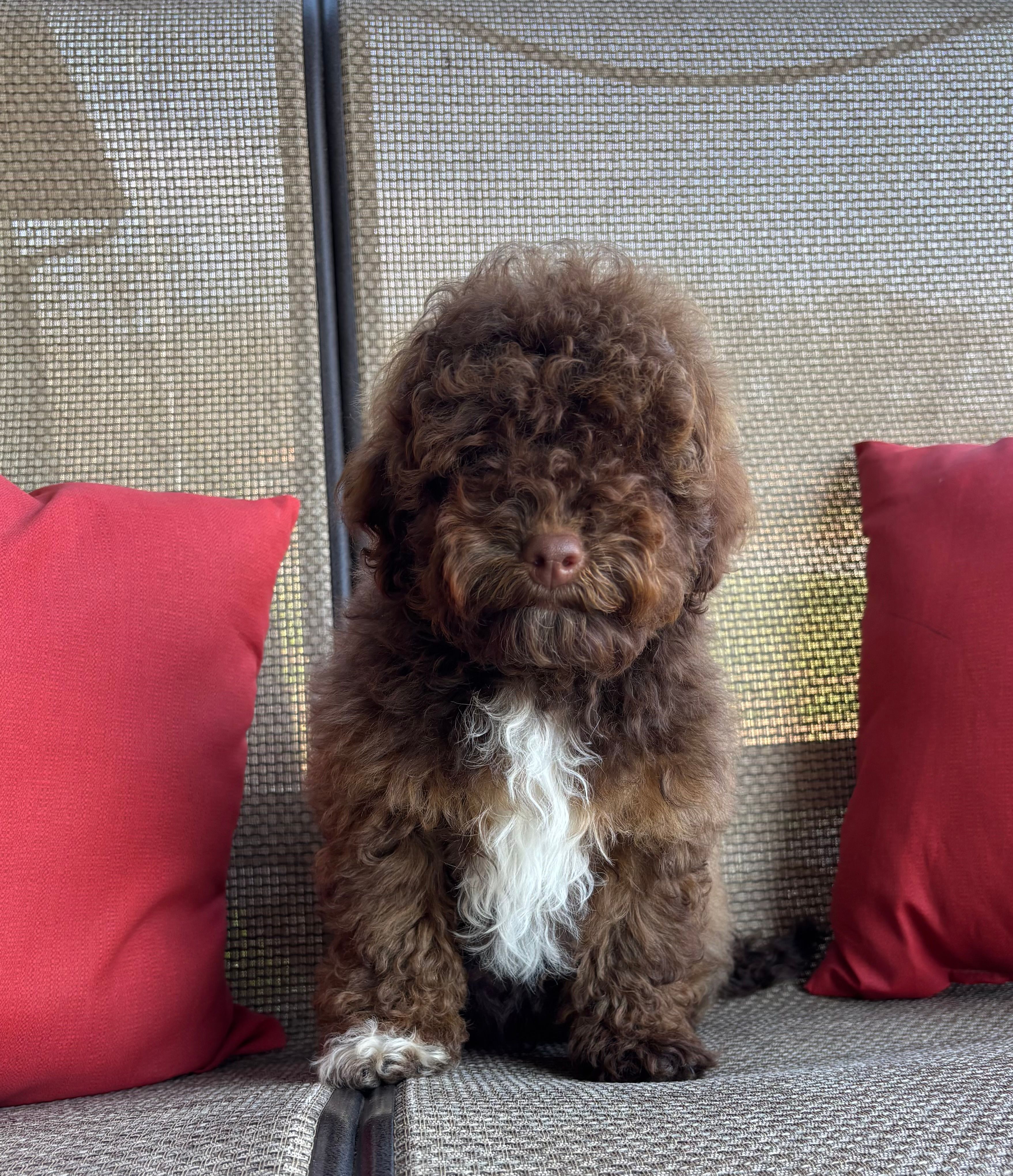 Theo – Whoodle puppy for sale in Salem, MO
