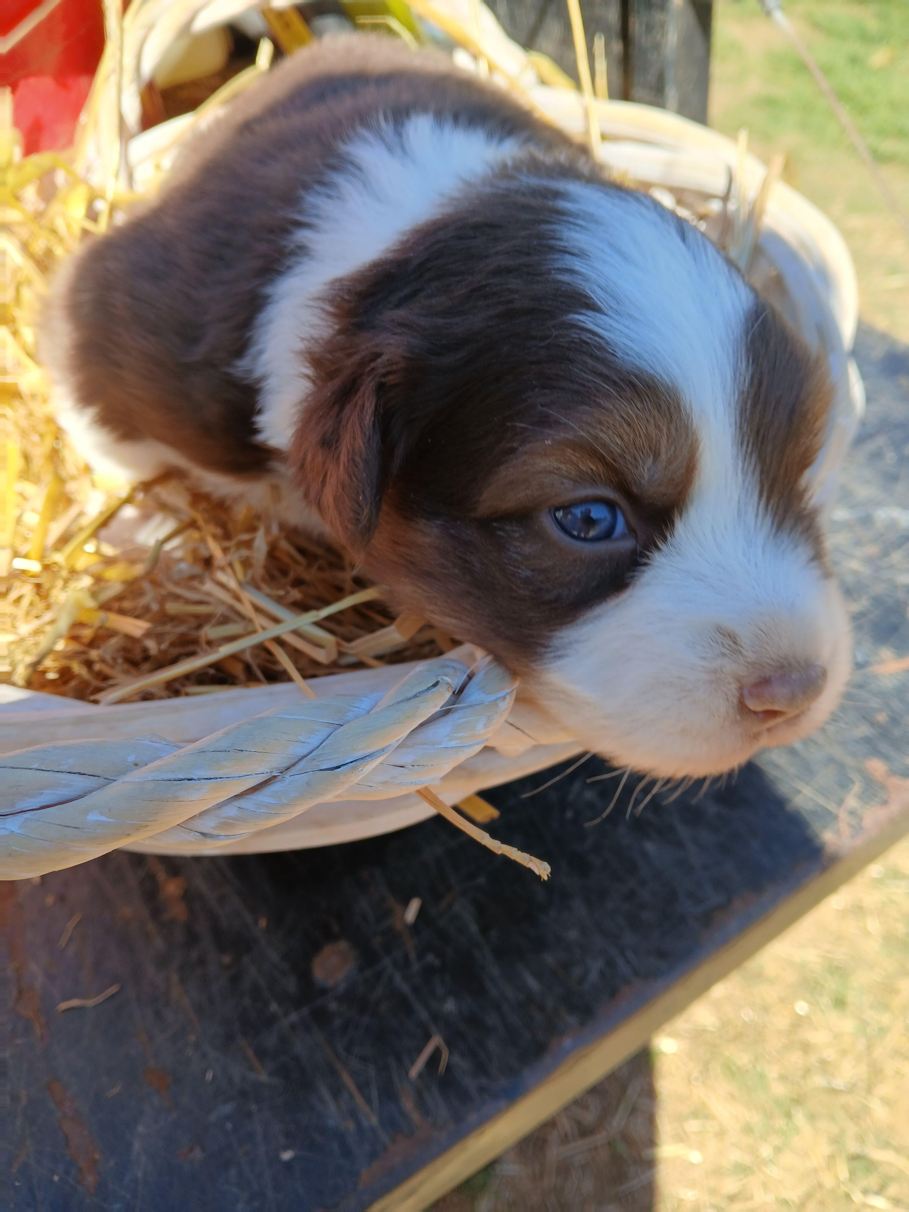 Red boy 2 – Australian Shepherd puppy for sale in Asheville, NC