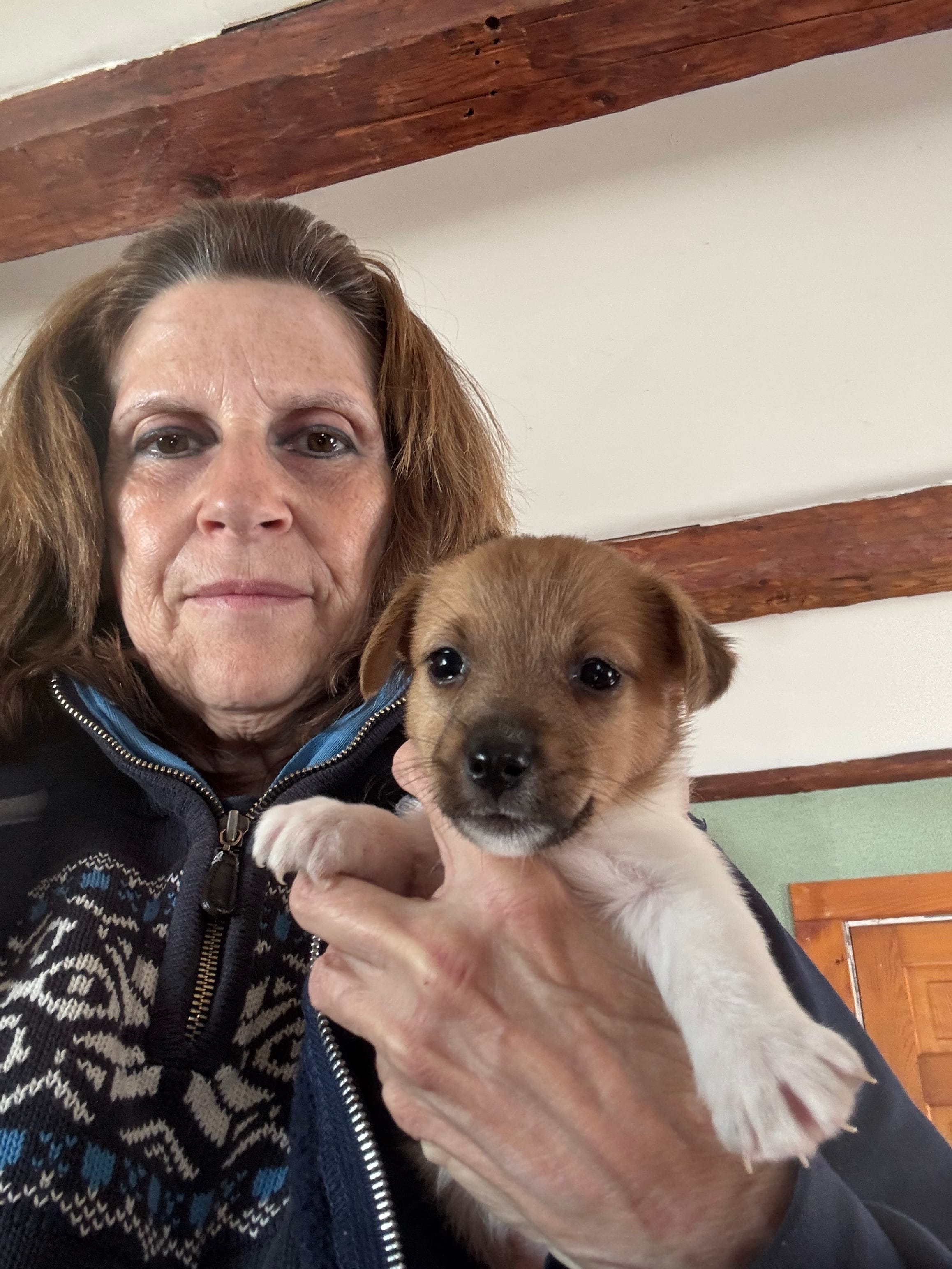 Puppy – Jack Russell Terrier puppy for sale in Middleboro, MA