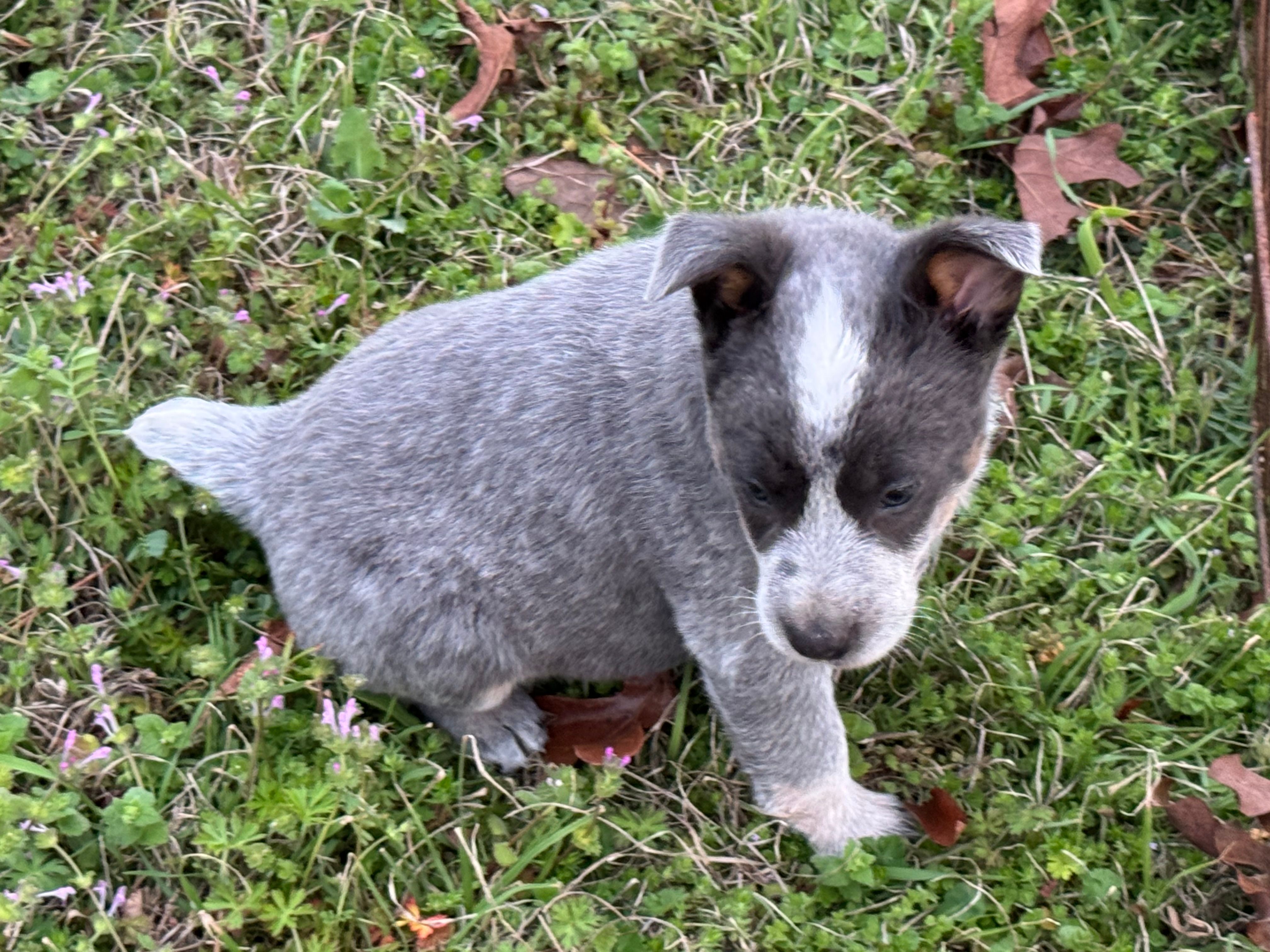 Bobbie Jo – Australian Cattle Dog puppy for sale in Pell City, AL