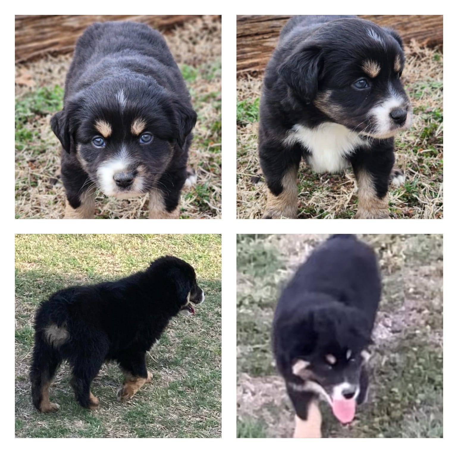 Onyx  – Miniature Australian Shepherd puppy for sale in Marlow, OK
