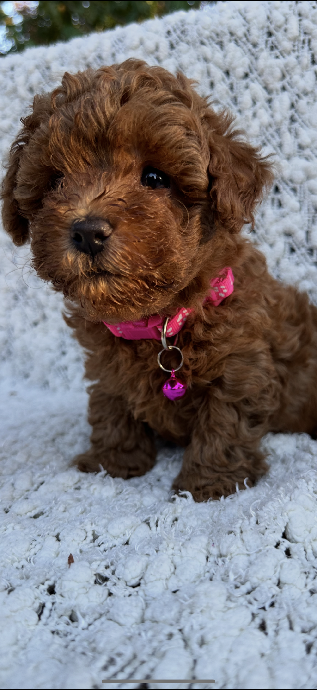 AKC pink collar – Poodle - Toy  puppy for sale in Roseville, CA