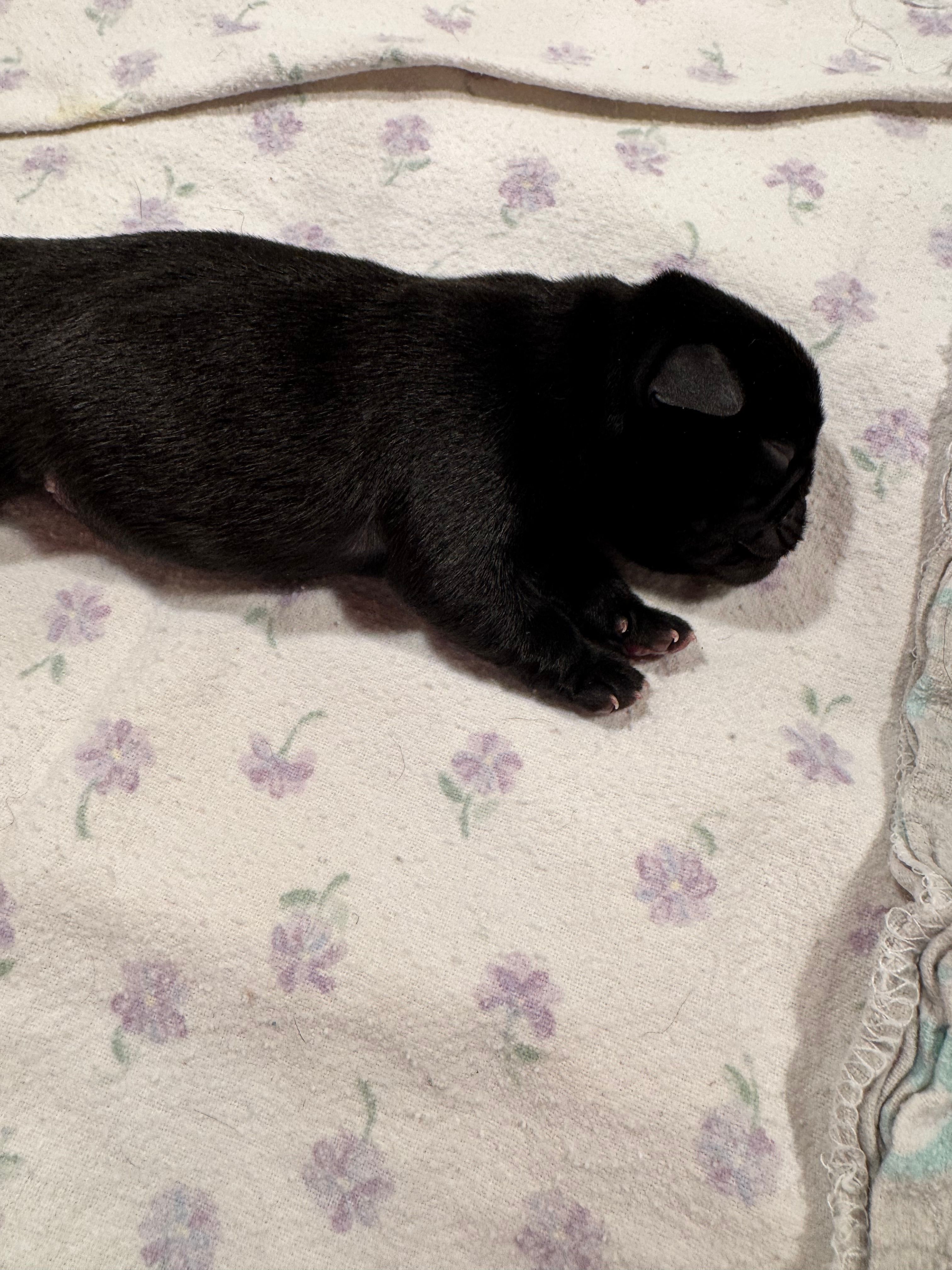 Mr Blue – Pug puppy for sale in Arlington, WA