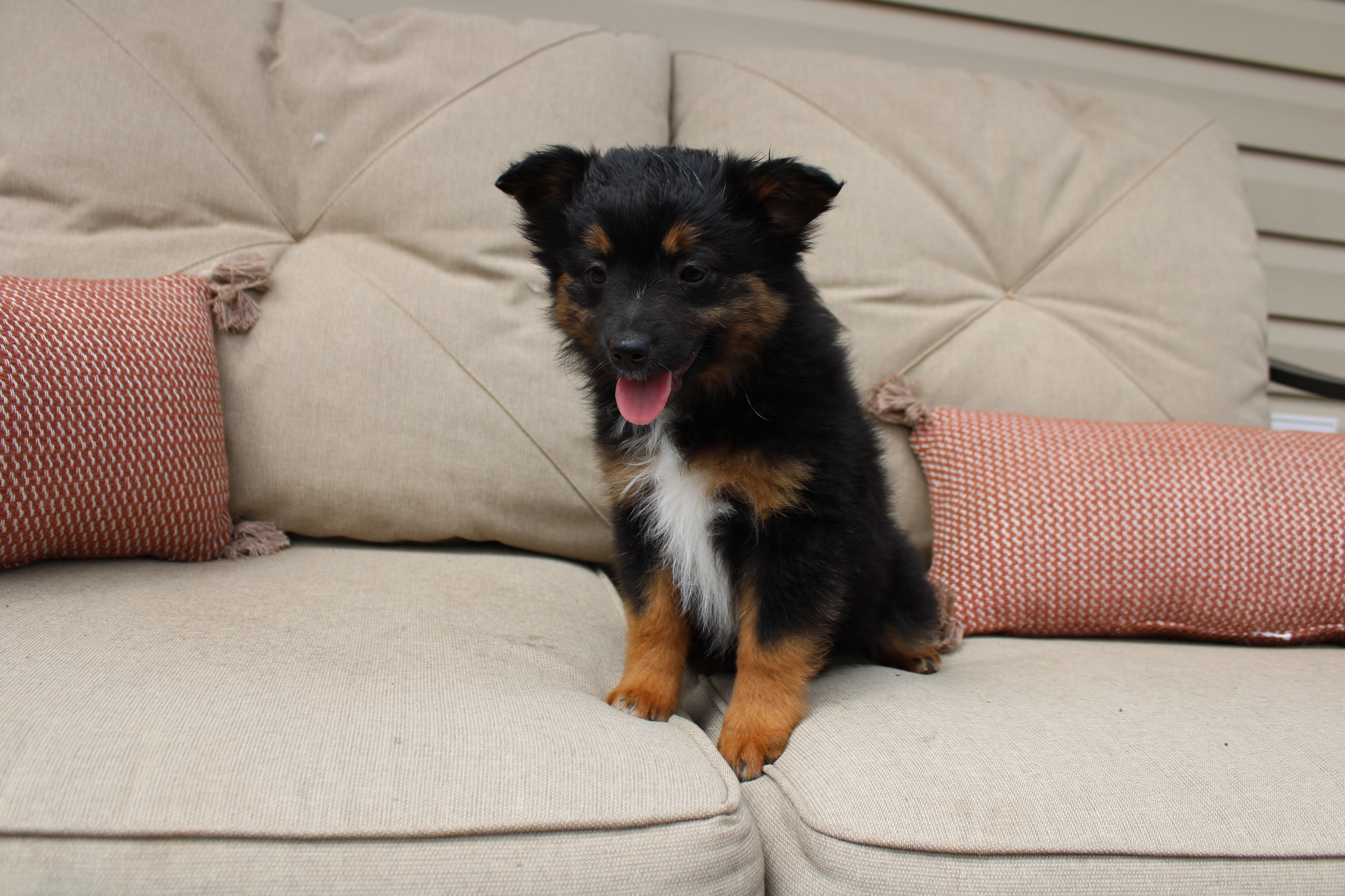 Everest – Toy Australian Shepherd puppy for sale in Versailles, MO