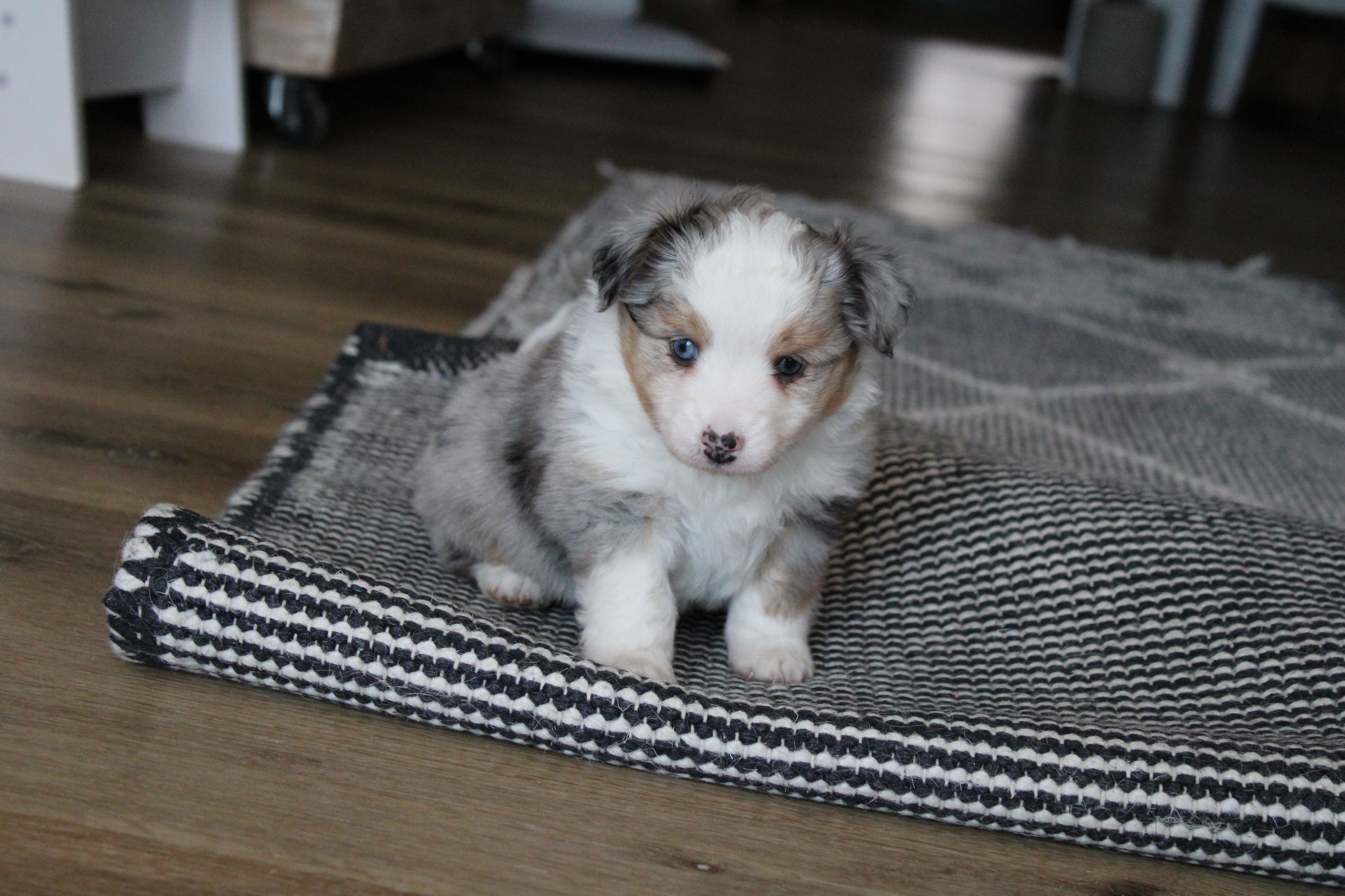 Blitz  – Toy Australian Shepherd puppy for sale in Versailles, MO