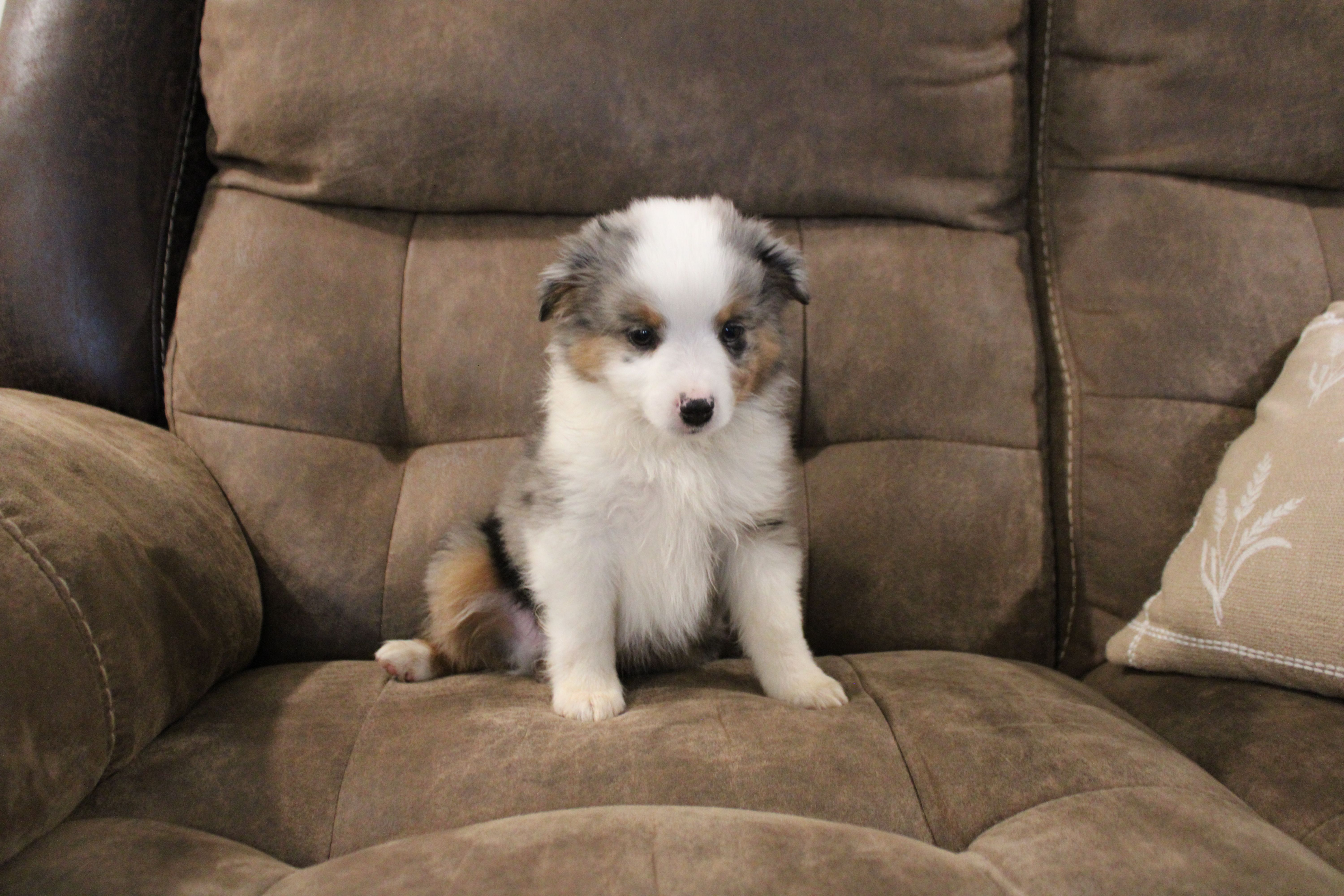 Rubble – Toy Australian Shepherd puppy for sale in Versailles, MO