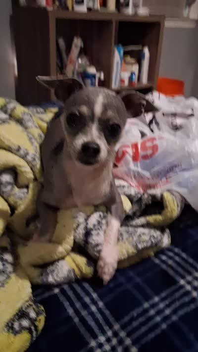 Blue, a male Chihuahua for sale in Augusta, GA – 1 of 1
