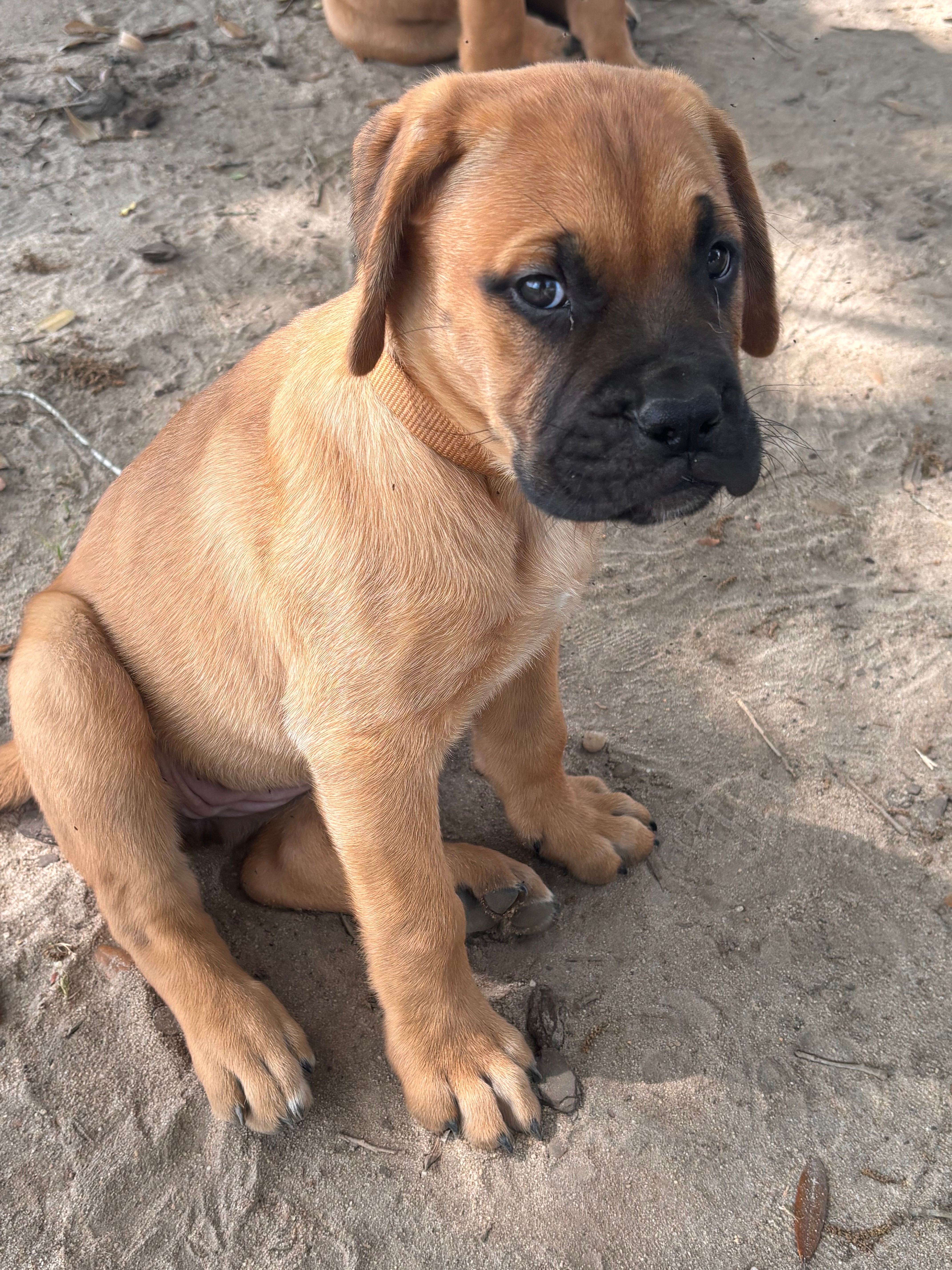 Female #4 – Bullmastiff, Cane Corso puppy for sale in Milton, FL