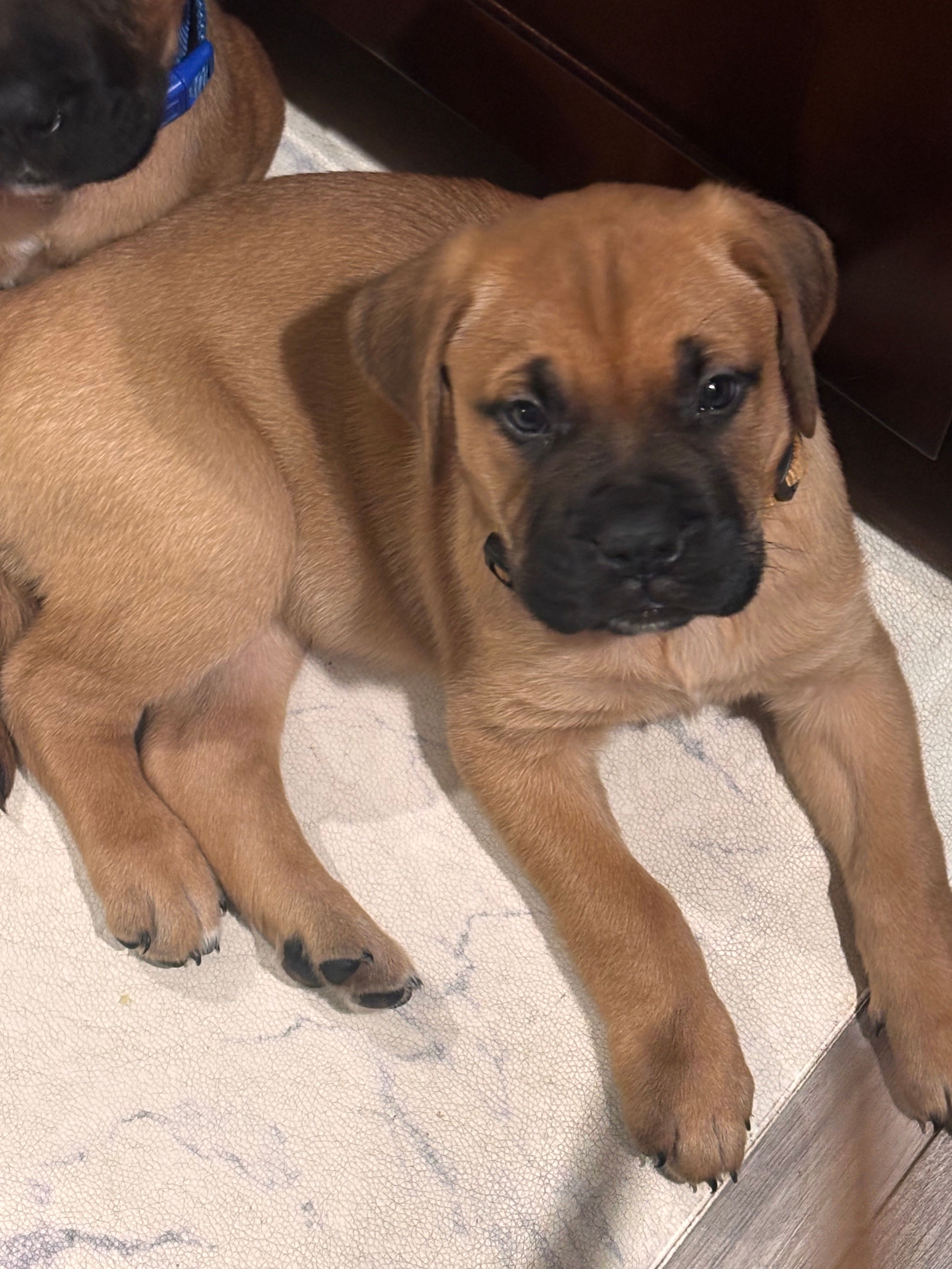 Female #4 – Bullmastiff, Cane Corso puppy for sale in Milton, FL