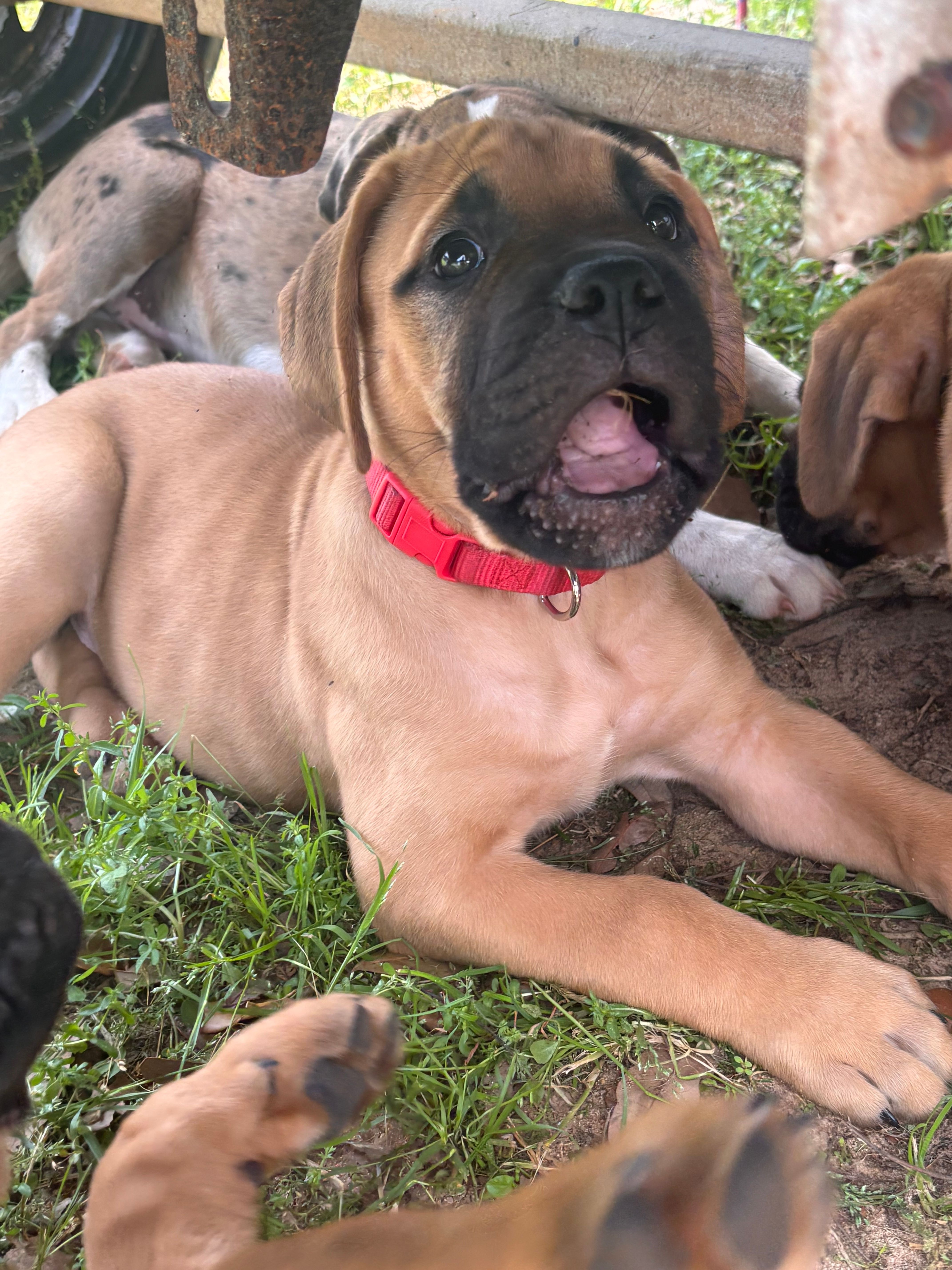 Female #2 – Bullmastiff, Cane Corso puppy for sale in Milton, FL