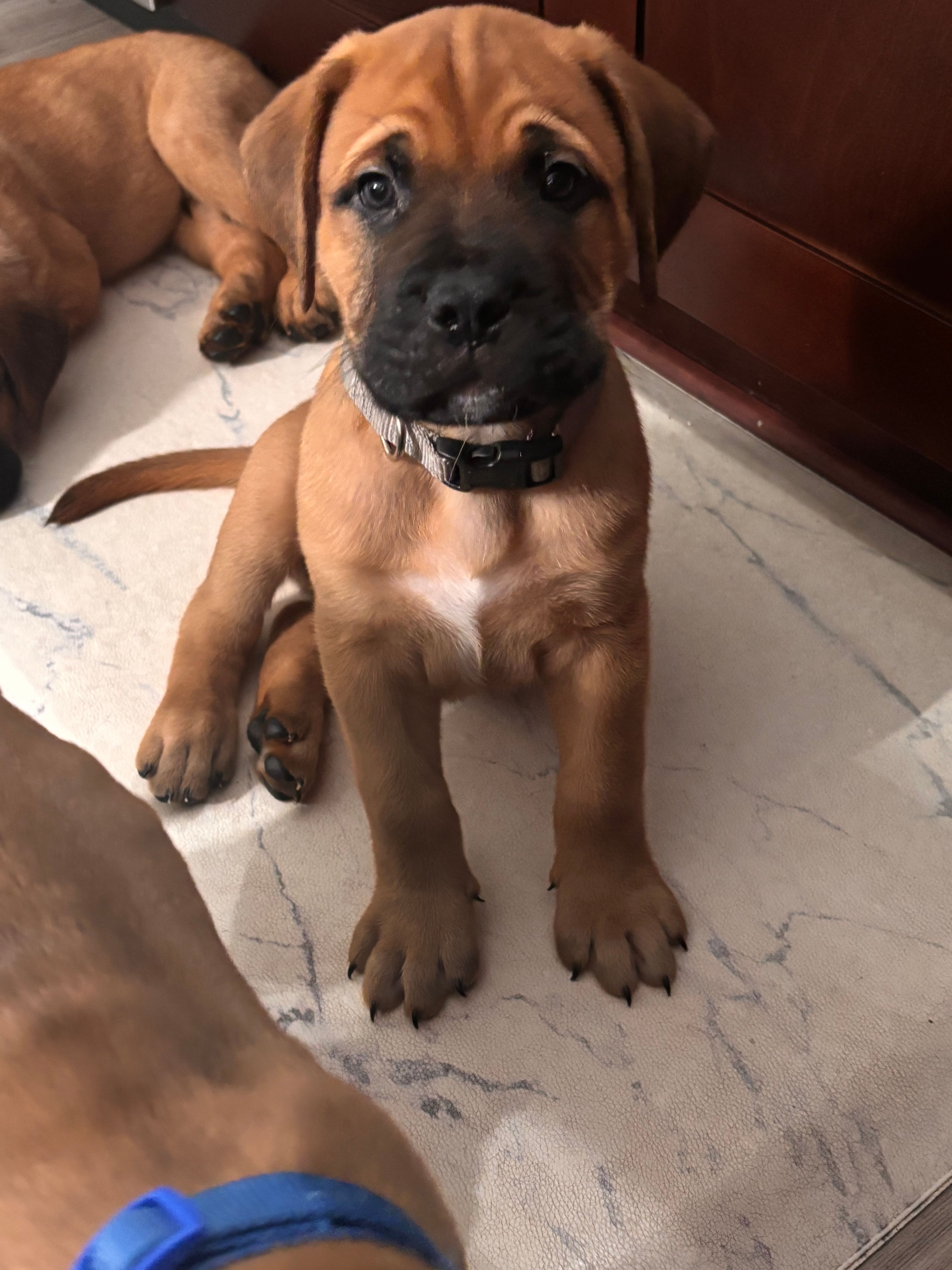 Male 2 – Bullmastiff, Cane Corso puppy for sale in Milton, FL