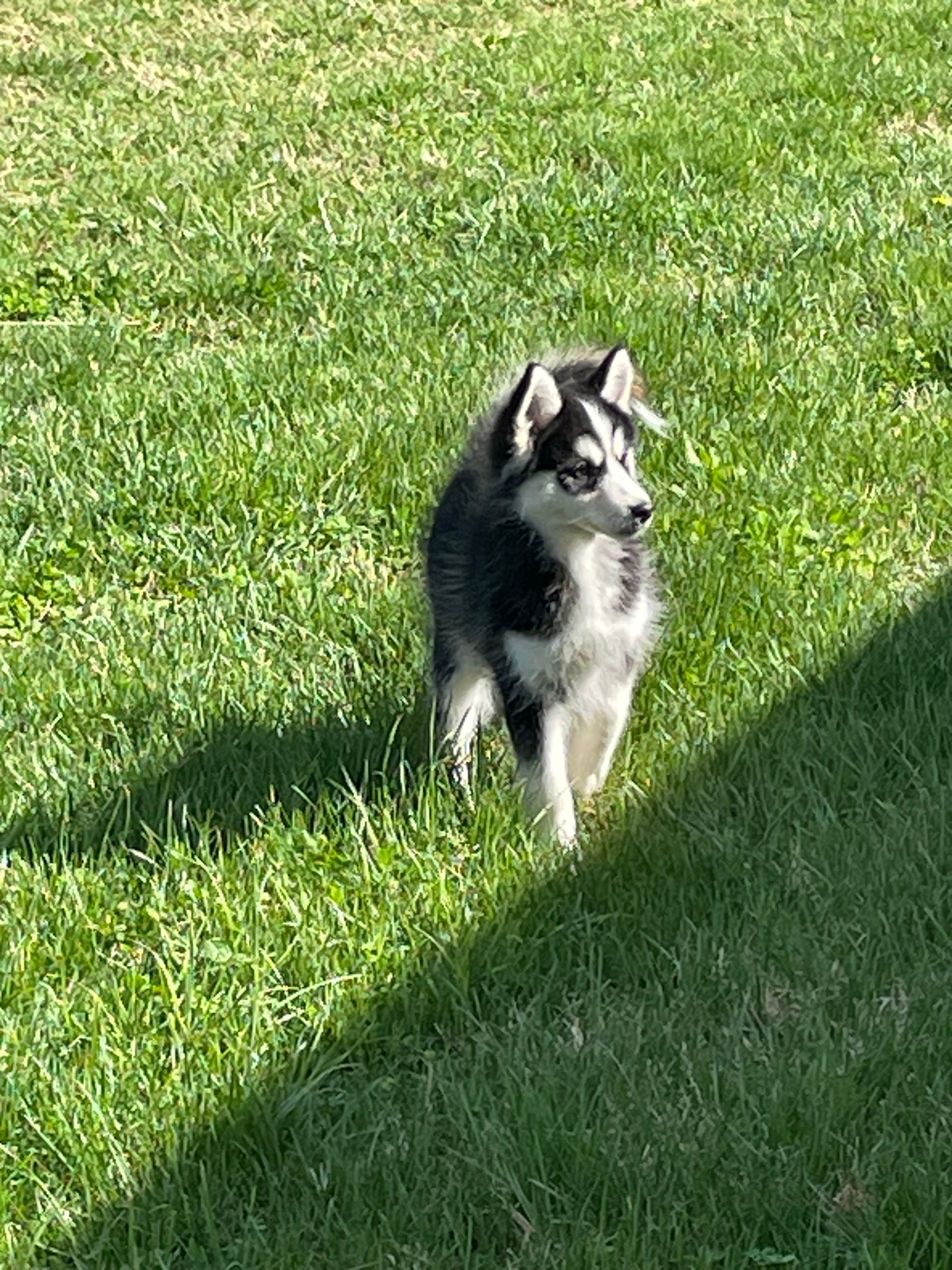 Finn – Pomsky puppy for sale in Madison, VA