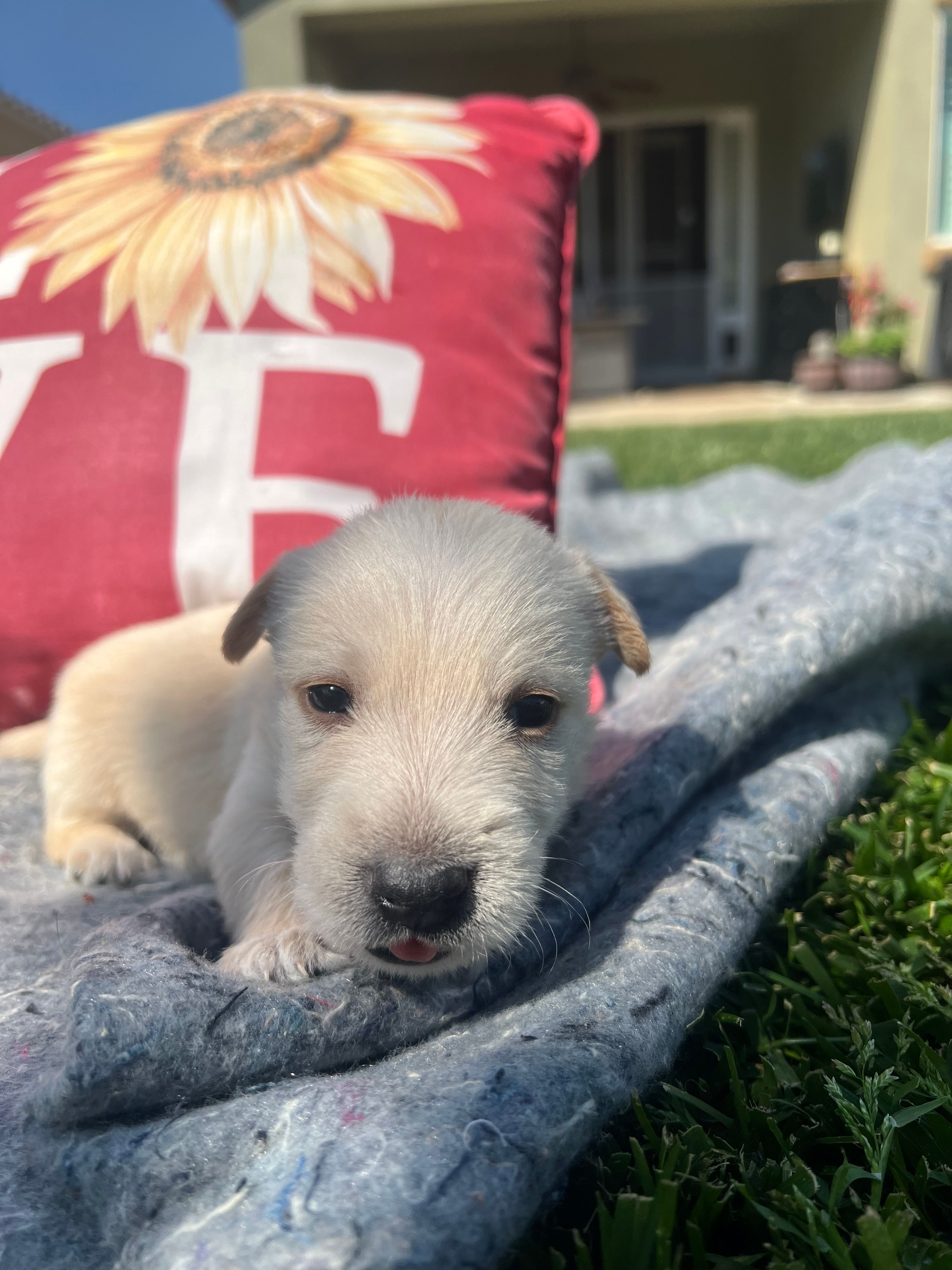 Blue collar - Barney – Scottish Terrier puppy for sale in Beaumont, CA