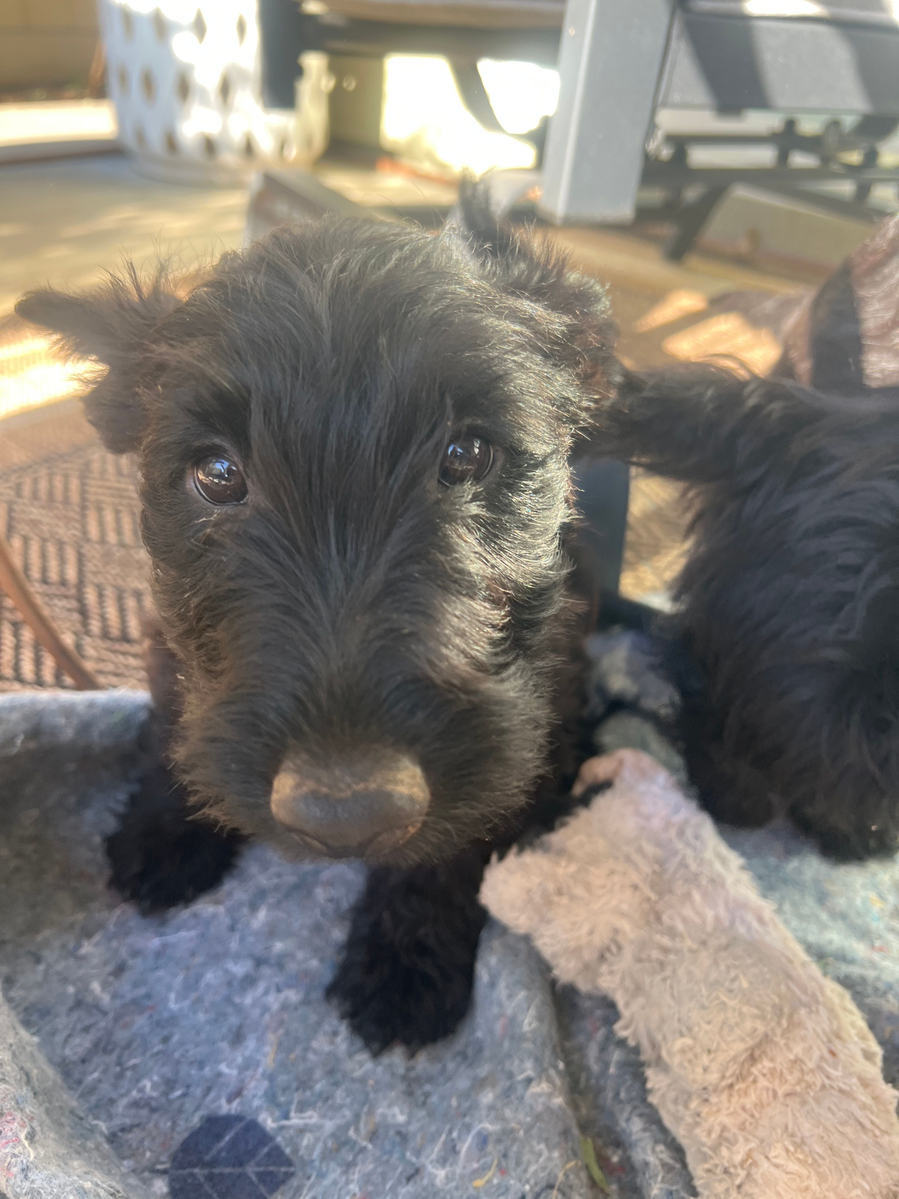 Purple collar - Ian – Scottish Terrier puppy for sale in Beaumont, CA