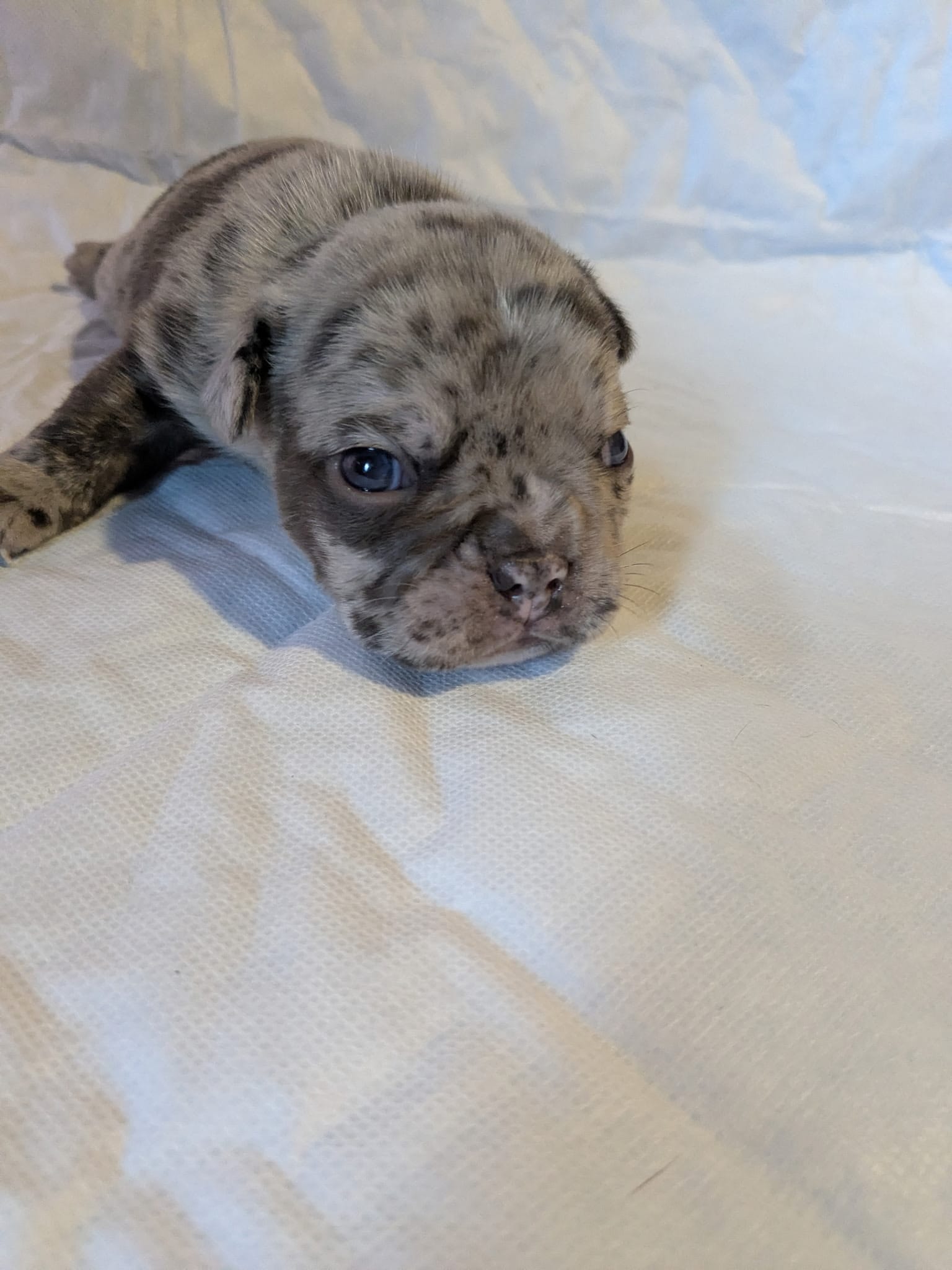 George – Frenchton puppy for sale in Benson, MN