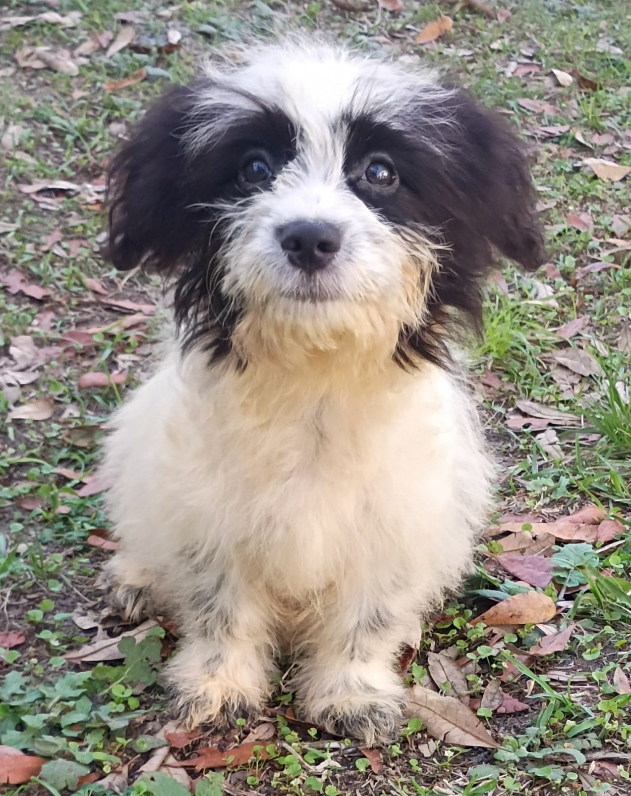 Harry – Havanese, Papillon puppy for sale in Pomona Park, FL