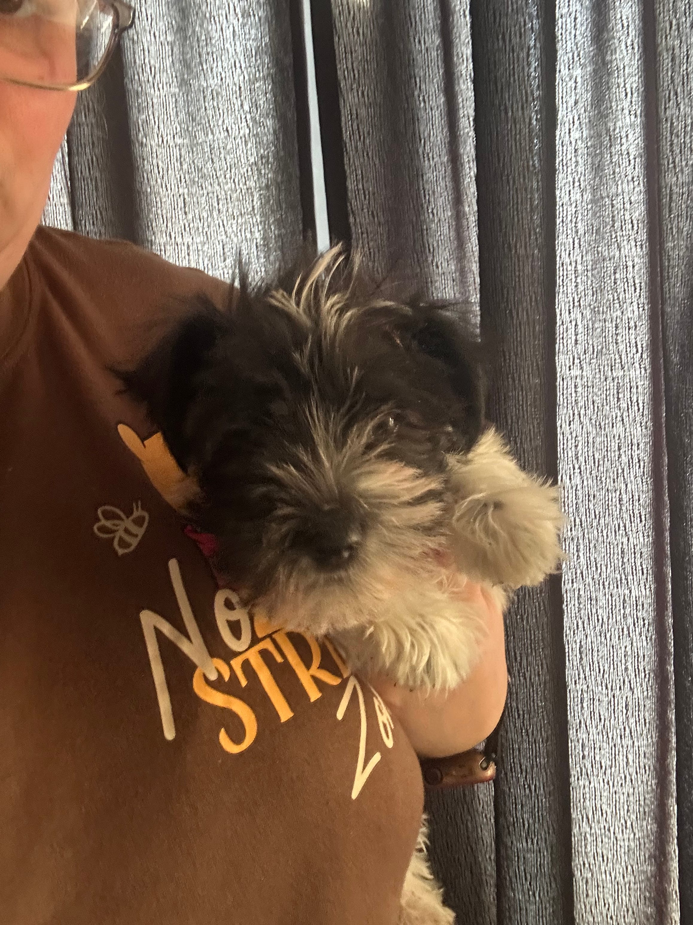 Blue ( Ready for new home) – Miniature Schnauzer puppy for sale in Macclesfield, NC