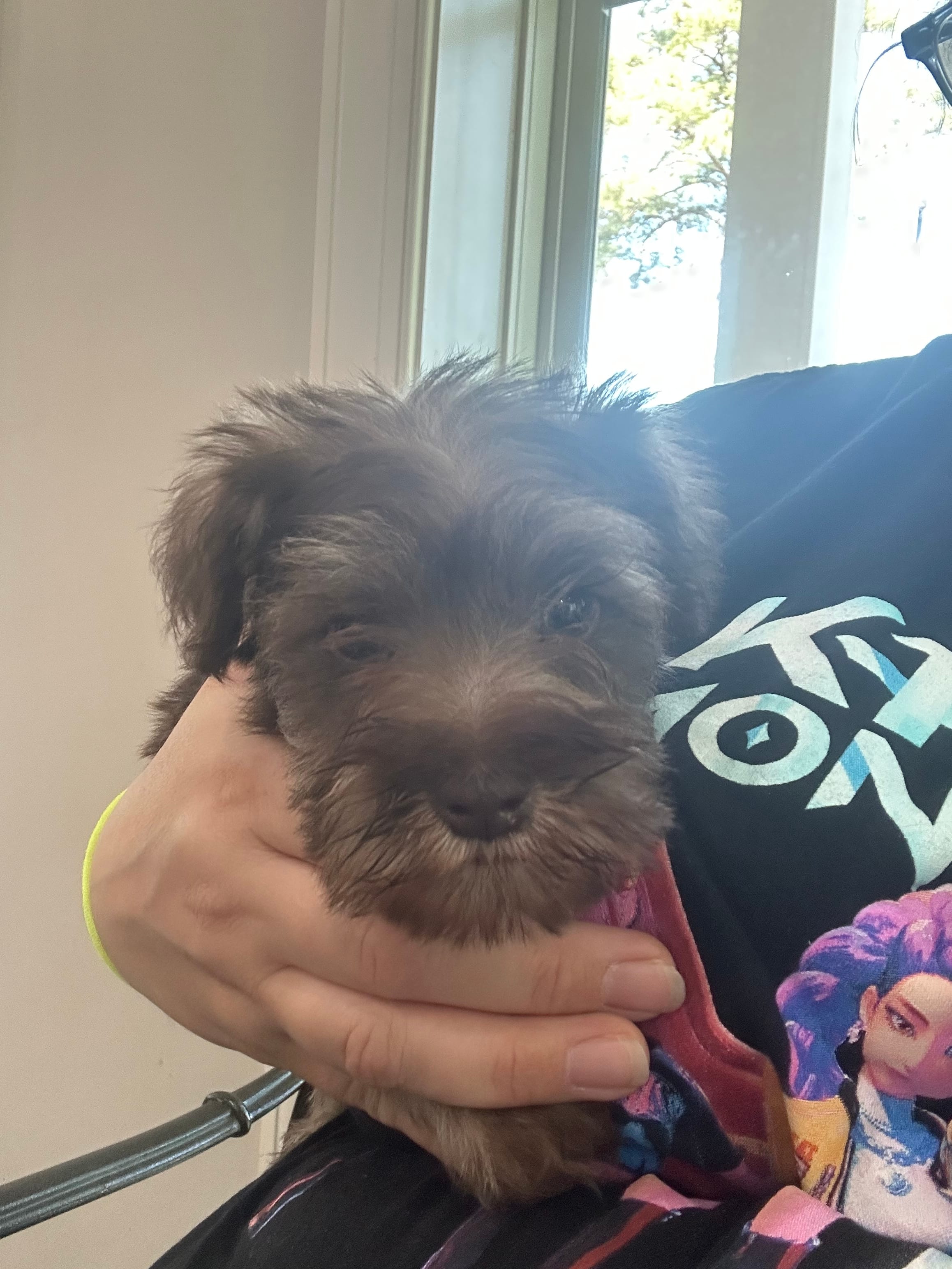 Mr. Green  – Miniature Schnauzer puppy for sale in Macclesfield, NC