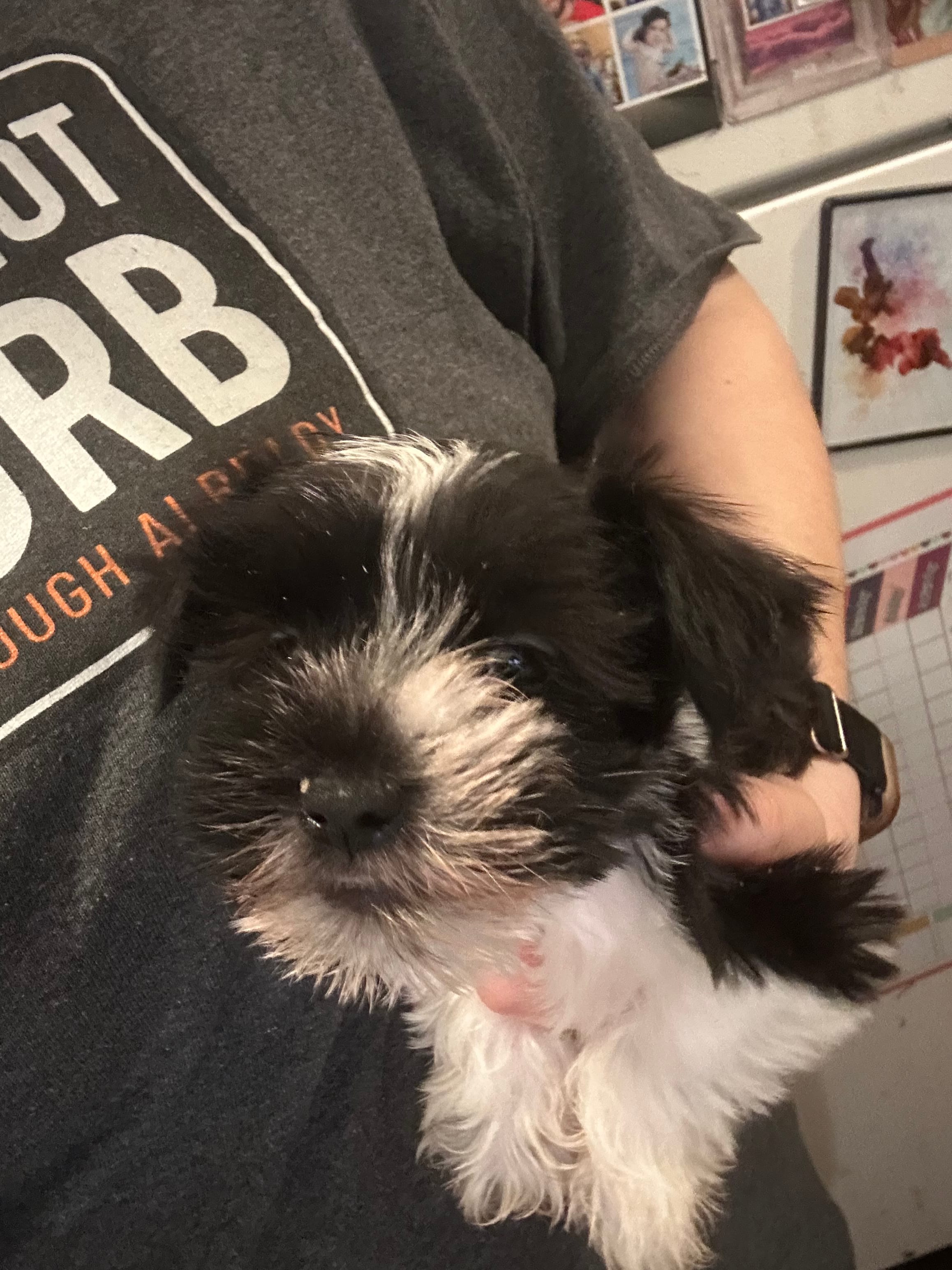 Blue ( Ready for new home) – Miniature Schnauzer puppy for sale in Macclesfield, NC