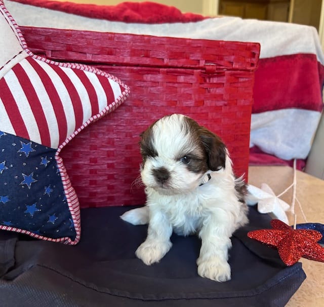 John Kennedy – Shih Tzu puppy for sale in Alto, MI