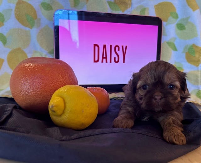 Daisy – Shih Tzu puppy for sale in Alto, MI