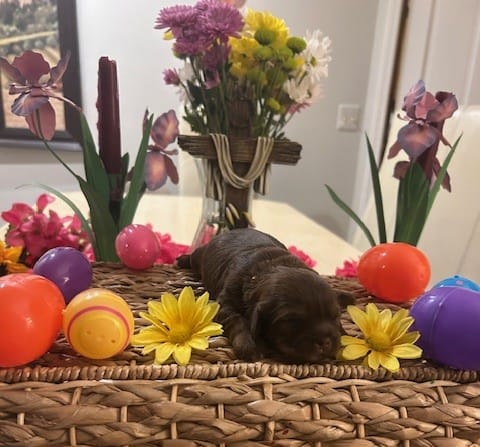 George Washington – Shih Tzu puppy for sale in Alto, MI