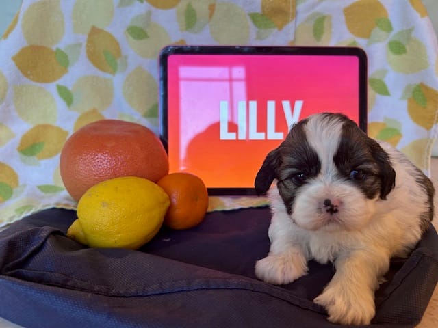 Lilly – Shih Tzu puppy for sale in Alto, MI
