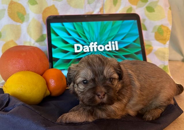 Daffodil – Shih Tzu puppy for sale in Alto, MI