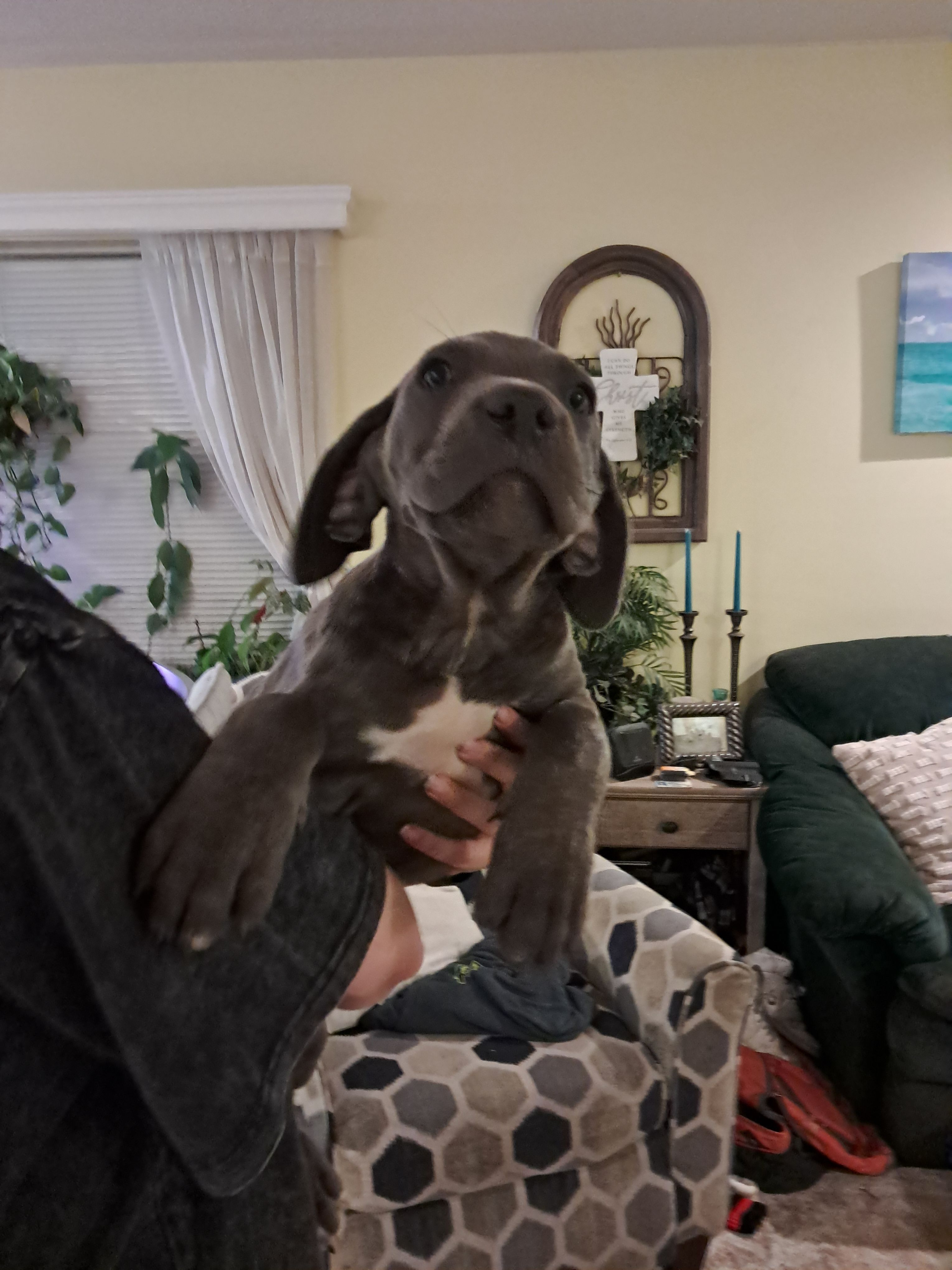 Cuddles – Cane Corso puppy for sale in Gulf Shores, AL