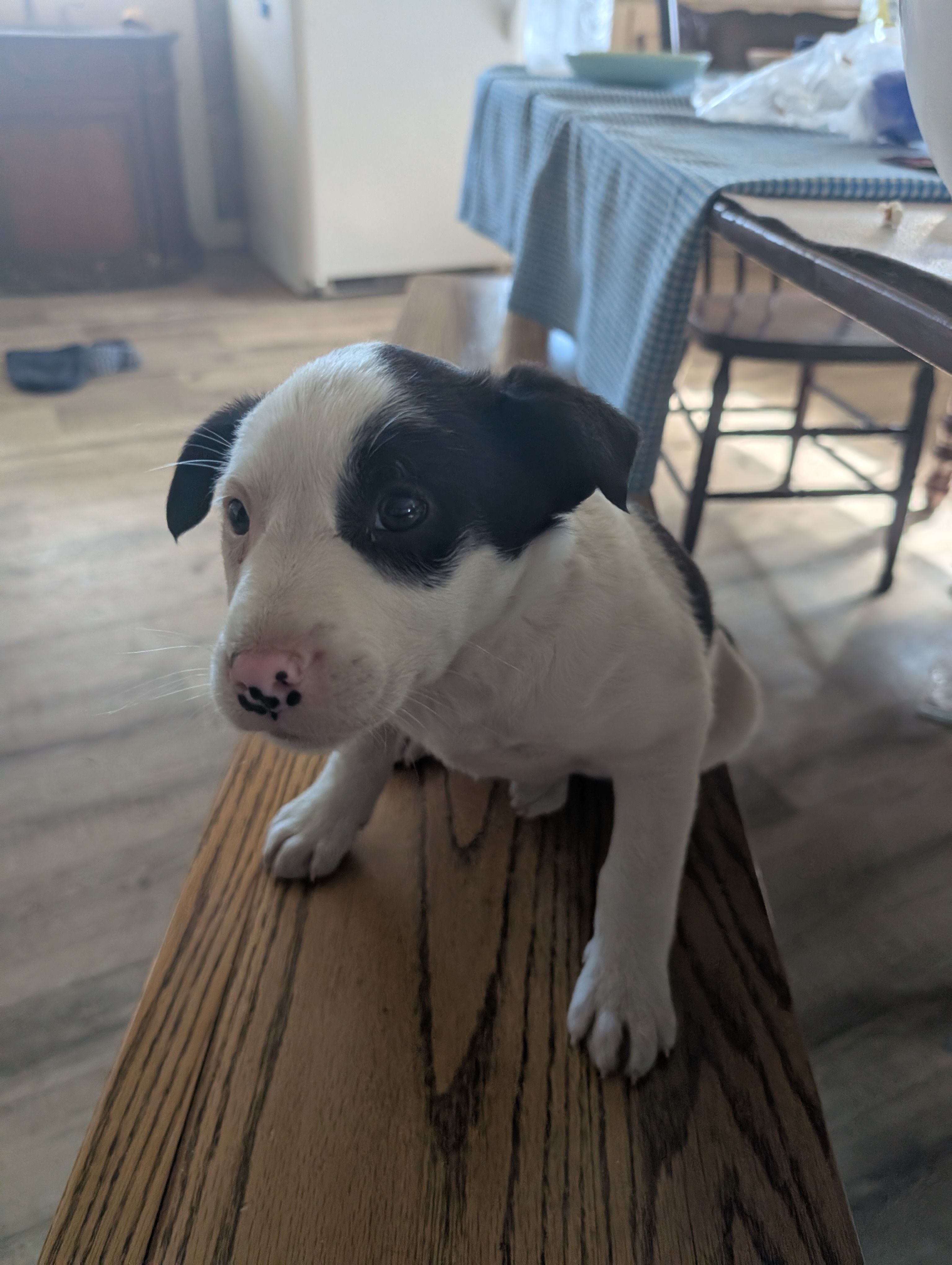 Pirate – Australian Shepherd, Border Collie puppy for sale in Farmville, VA