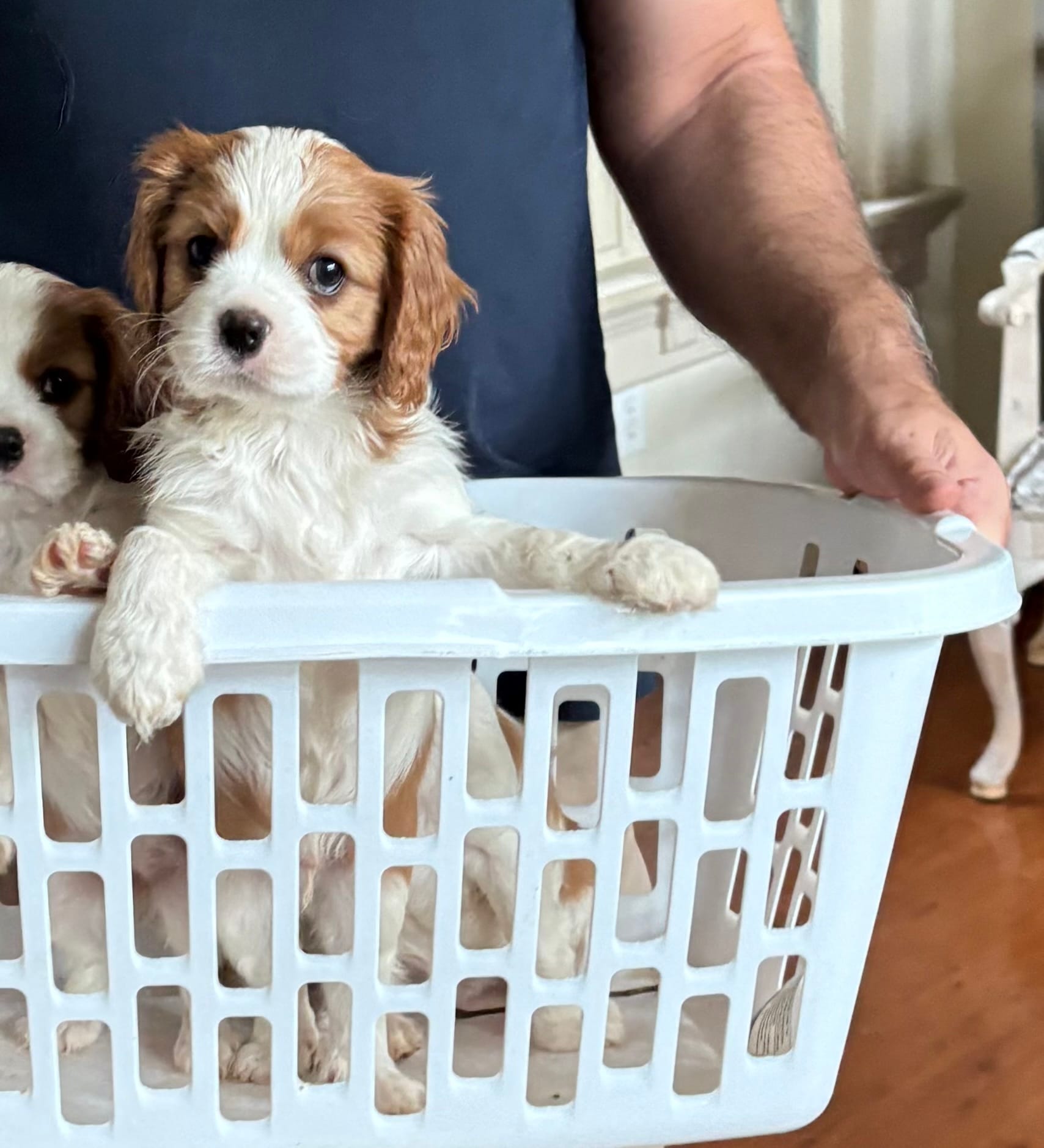 George – Cavalier King Charles Spaniel puppy for sale in Conover, NC