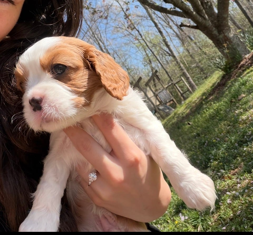 Butterfly  – Cavalier King Charles Spaniel puppy for sale in Conover, NC