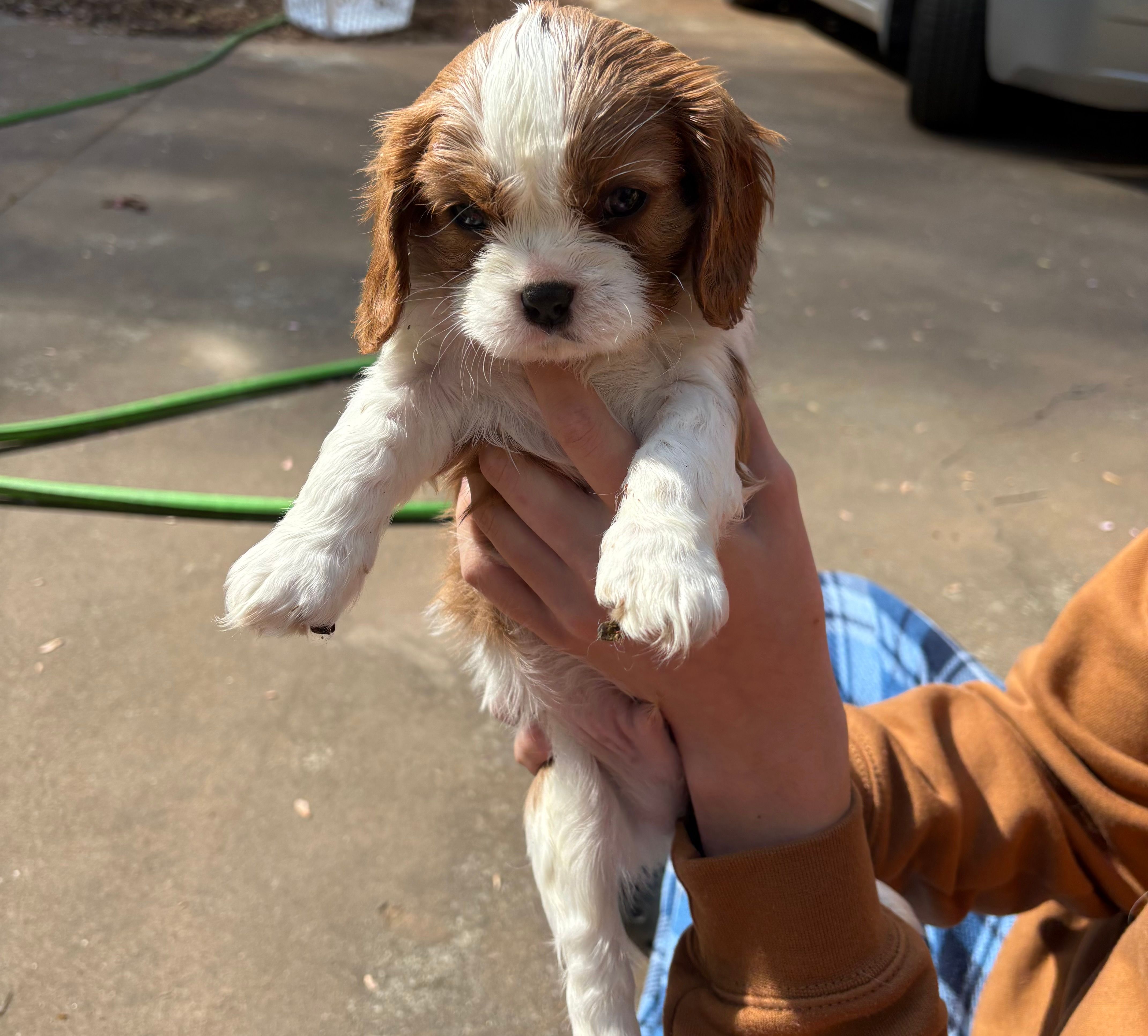 Winston – Cavalier King Charles Spaniel puppy for sale in Conover, NC