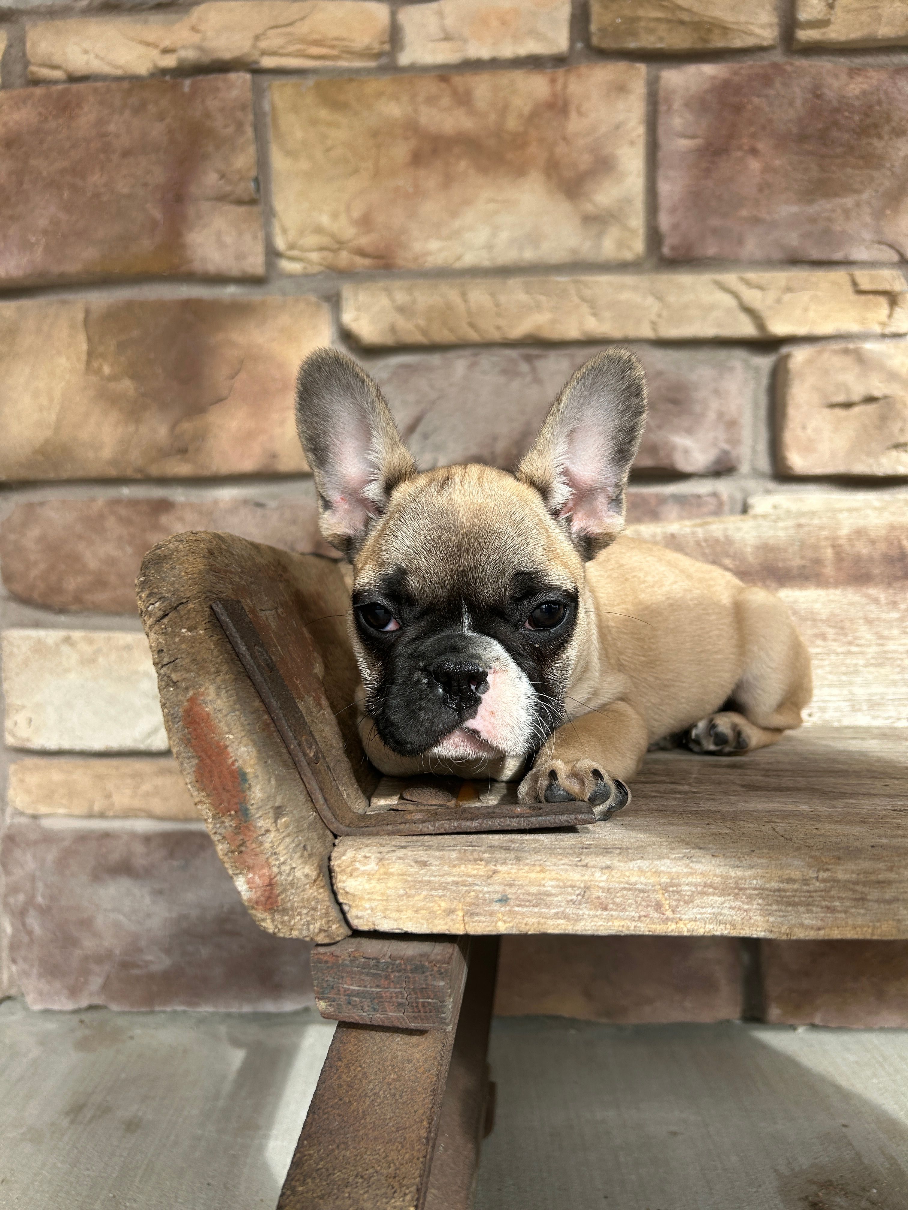 Nala – French Bulldog puppy for sale in Arthur, IL