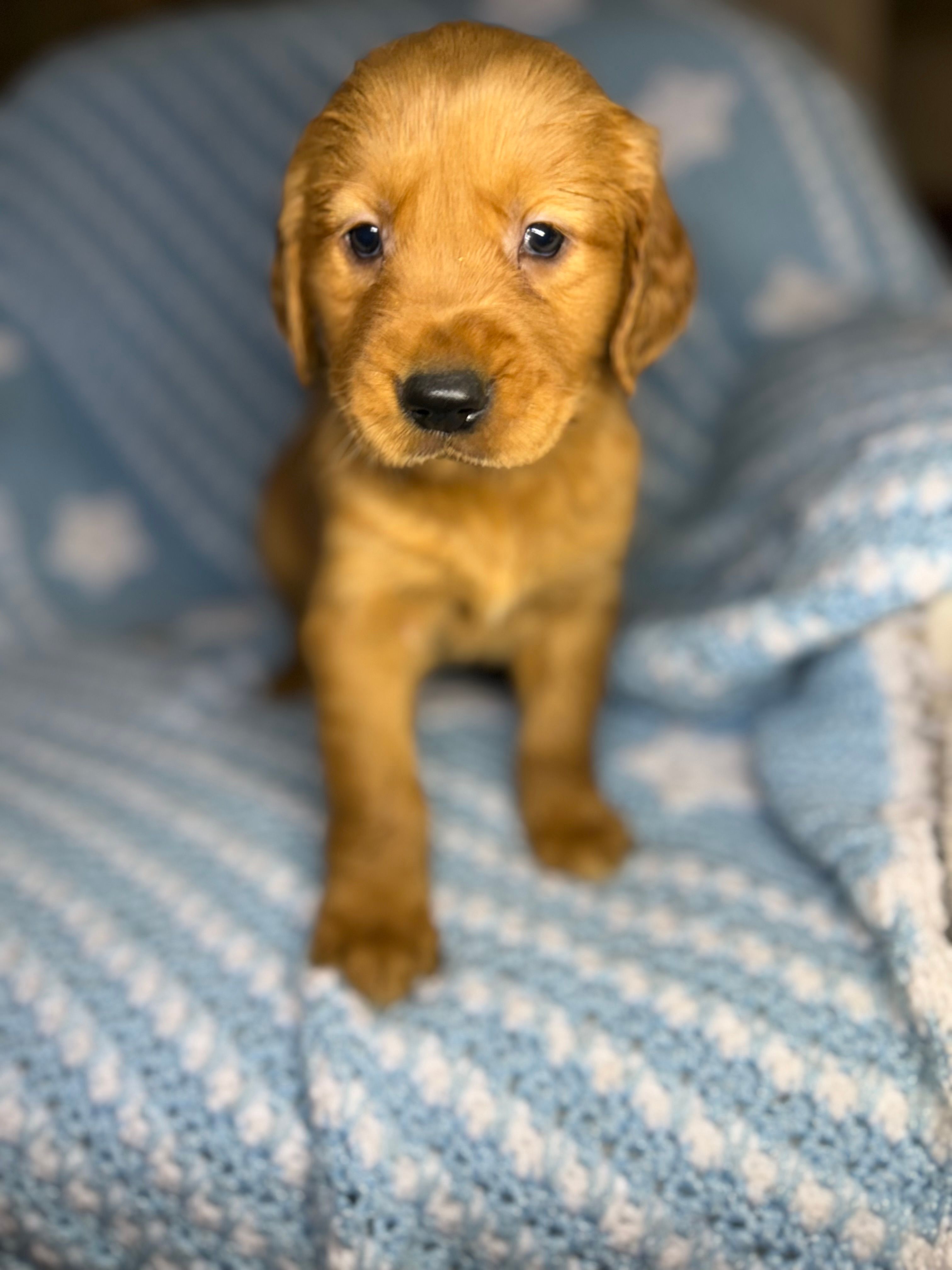 Gary – Golden Retriever puppy for sale in Schaumburg, IL