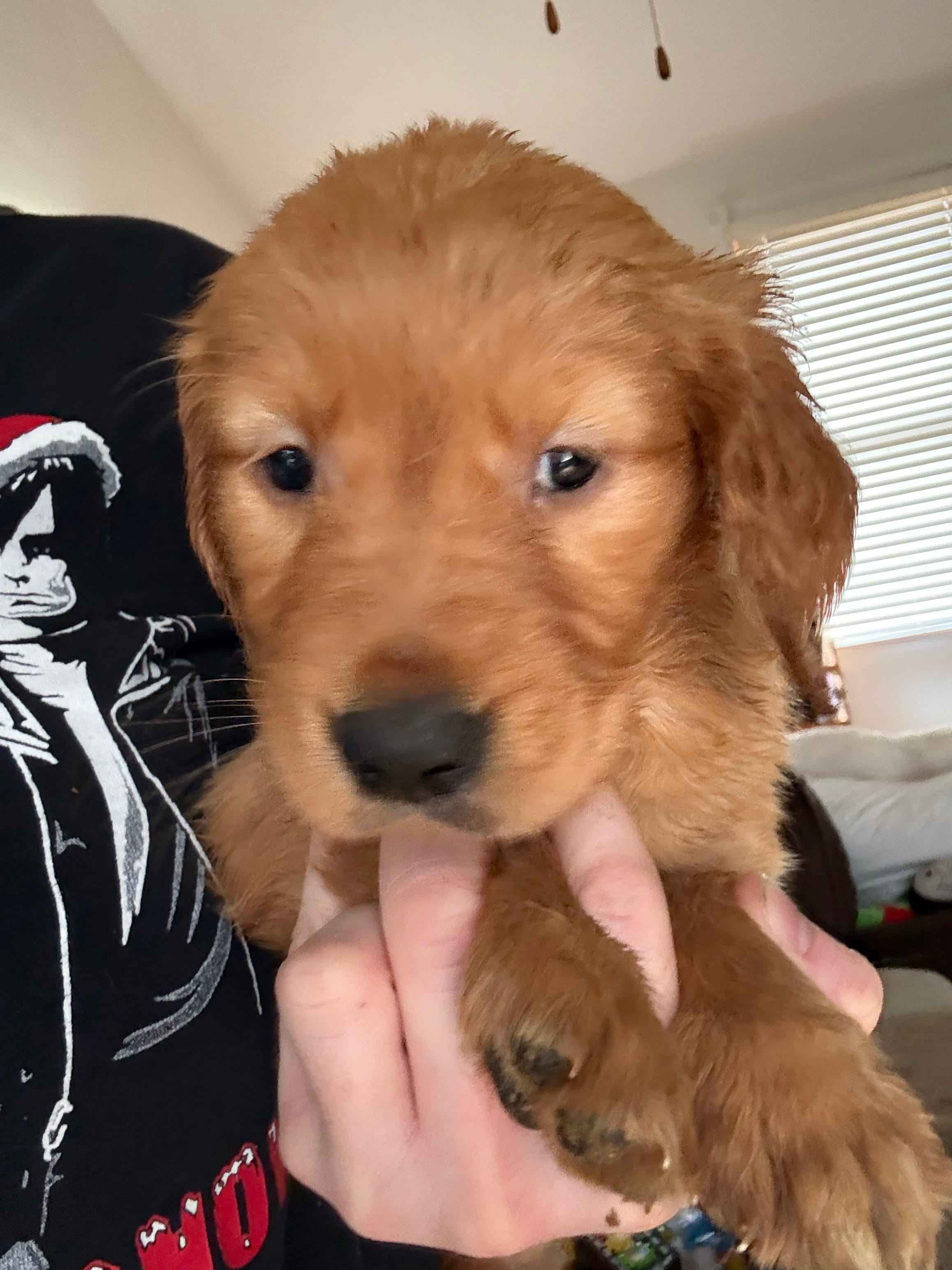 Gary – Golden Retriever puppy for sale in Schaumburg, IL