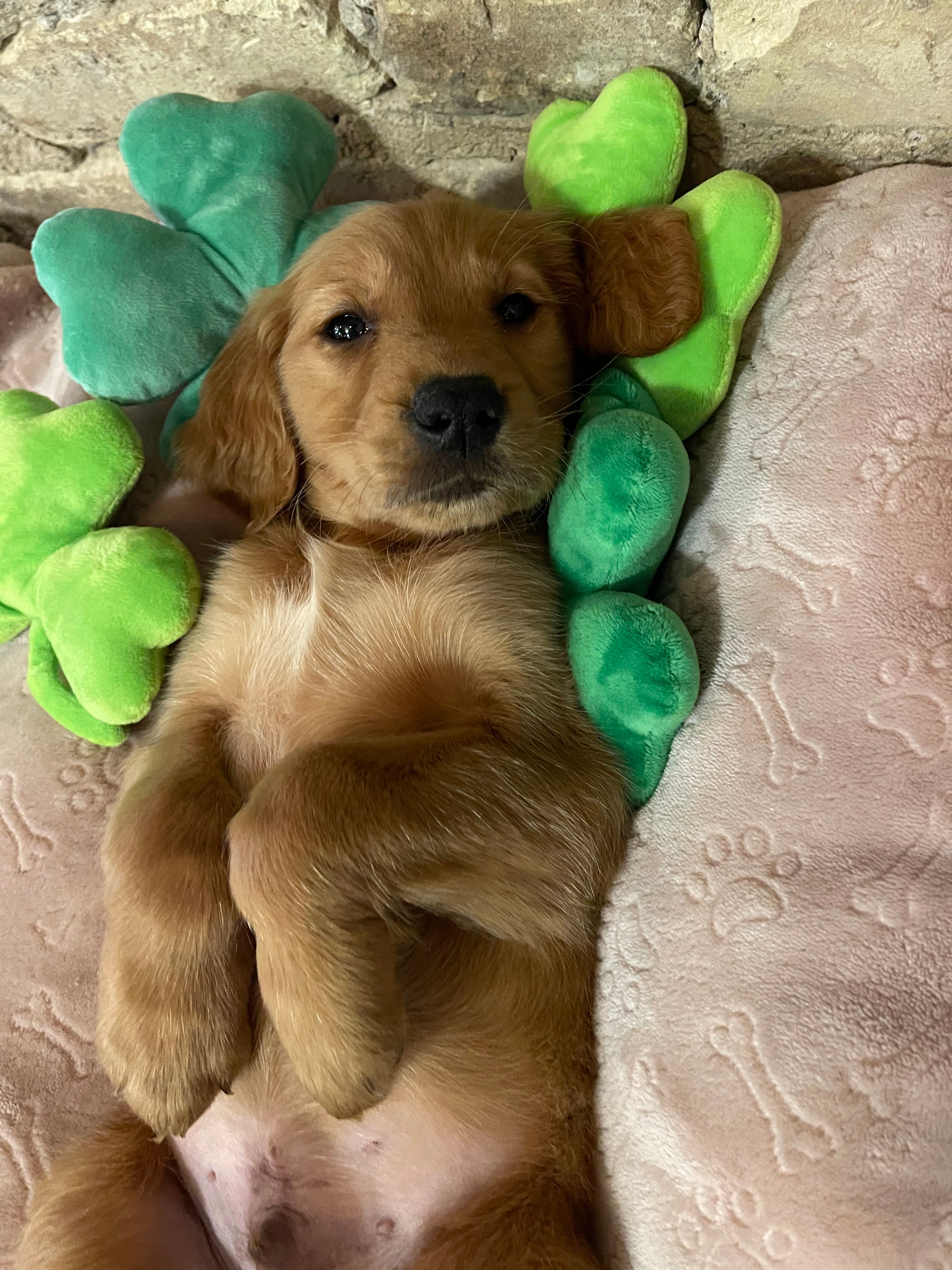 Jamie akc – Golden Retriever puppy for sale in Schaumburg, IL