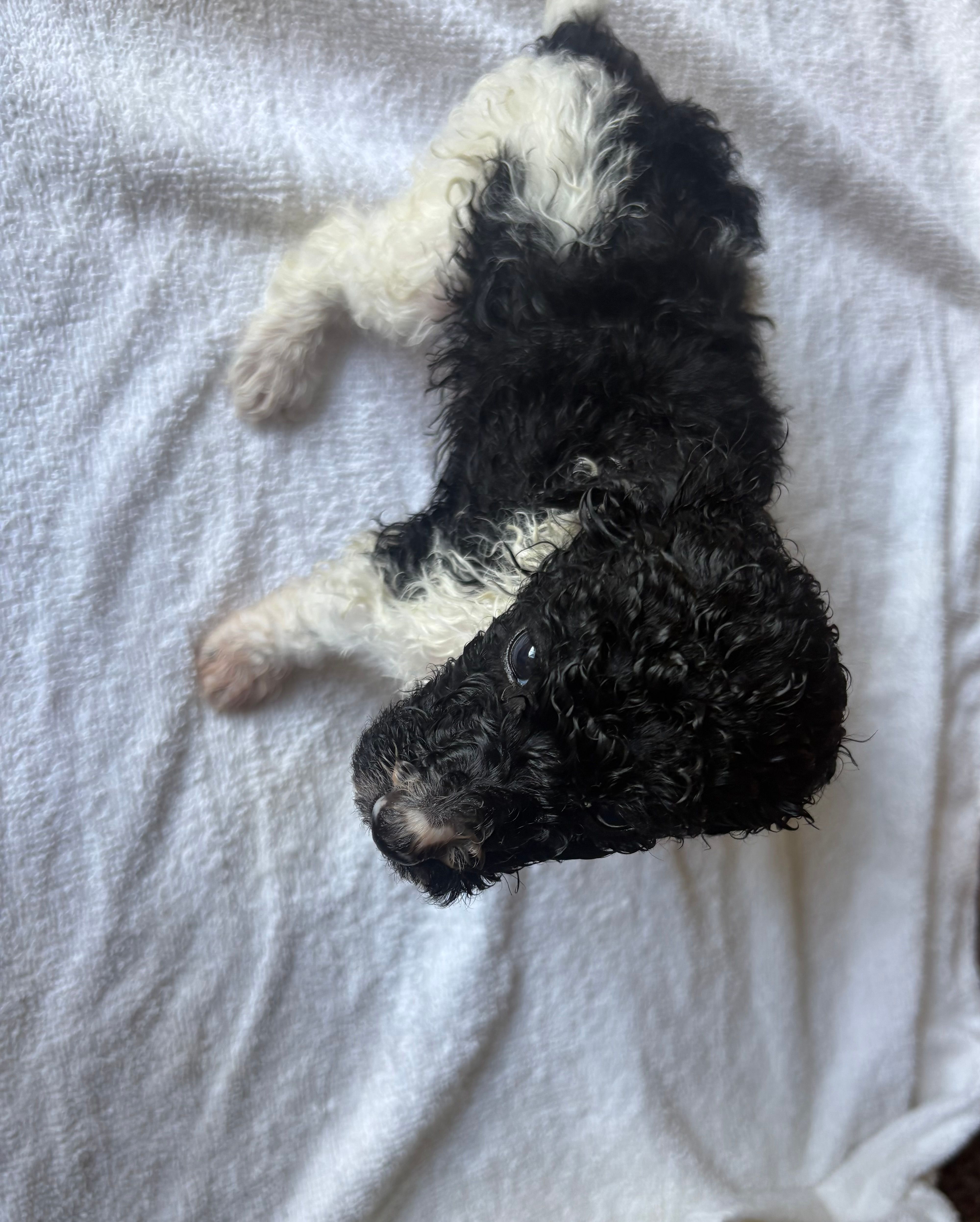 Fallon – Poodle - Standard  puppy for sale in Chestnut Ridge, NY