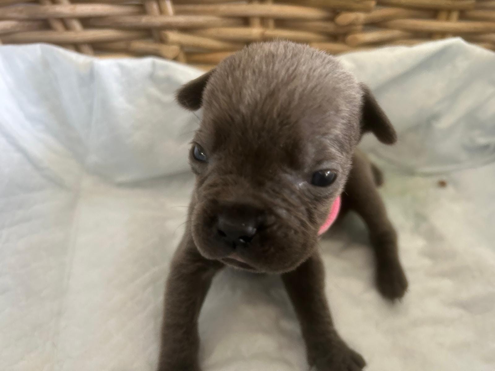Olive – Cane Corso puppy for sale in Sarasota, FL