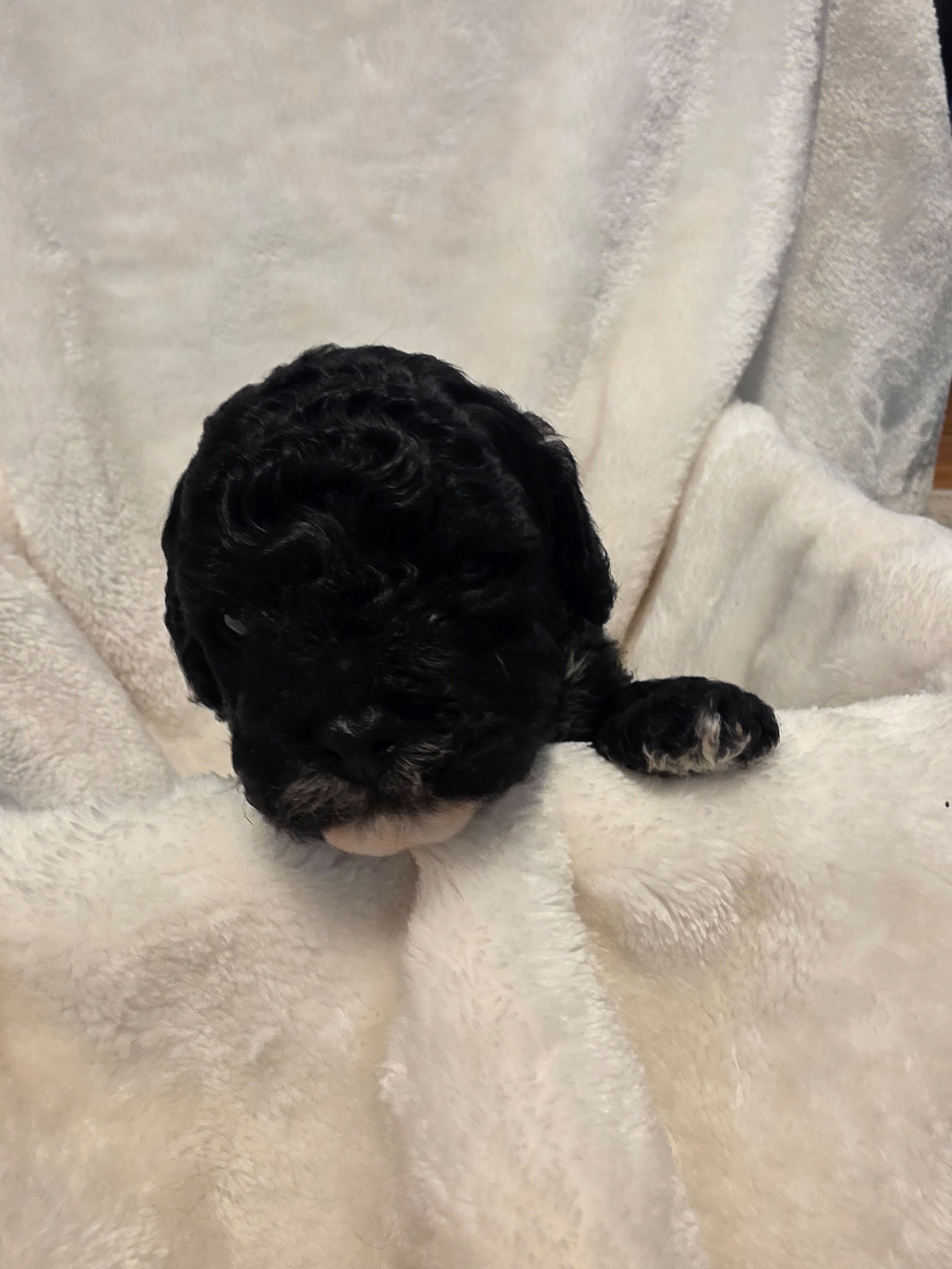 Mocha – Poodle - Miniature , Bichpoo puppy for sale in Jefferson City, TN