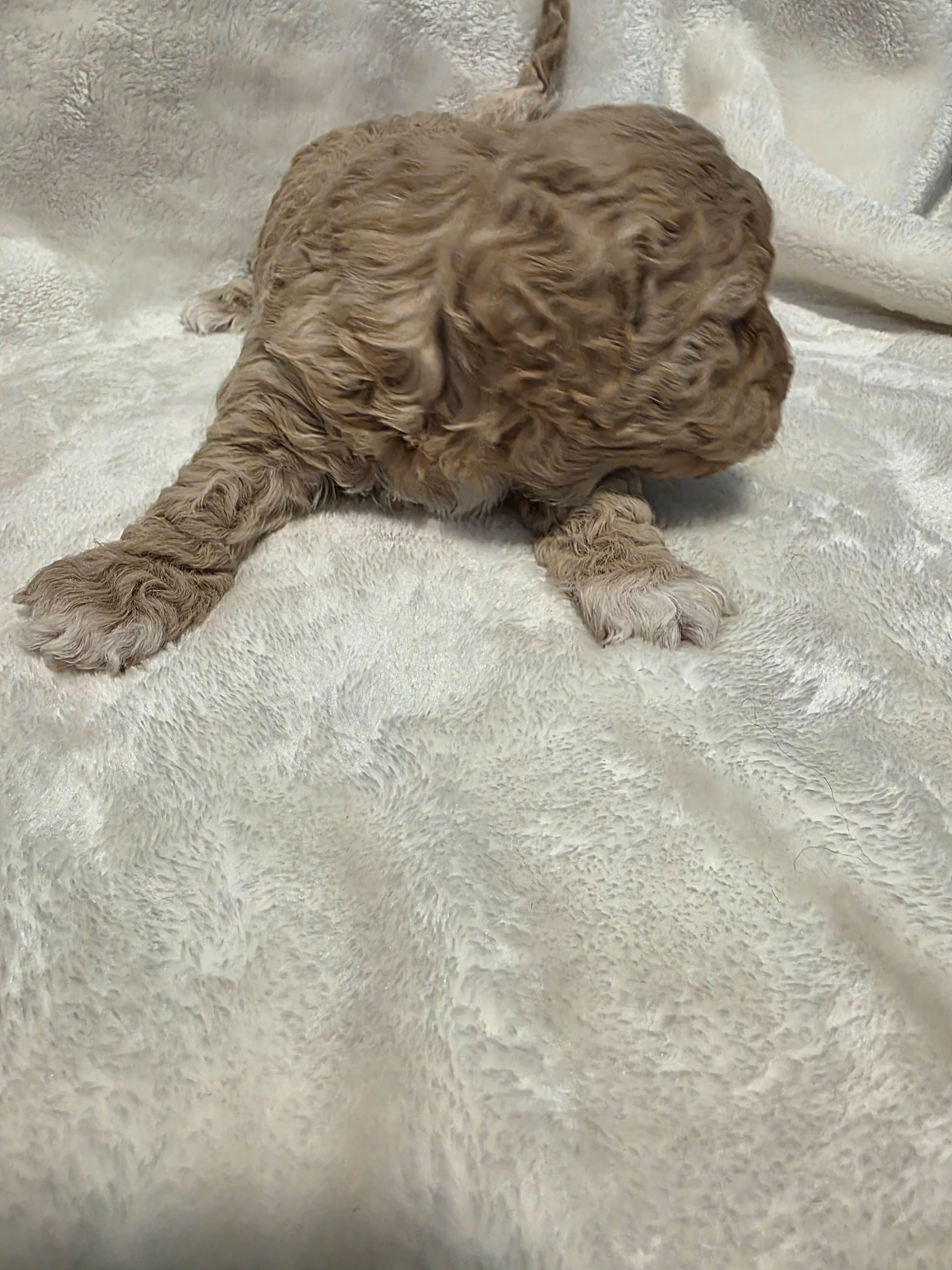 Blondie – Poodle - Miniature , Bichpoo puppy for sale in Jefferson City, TN