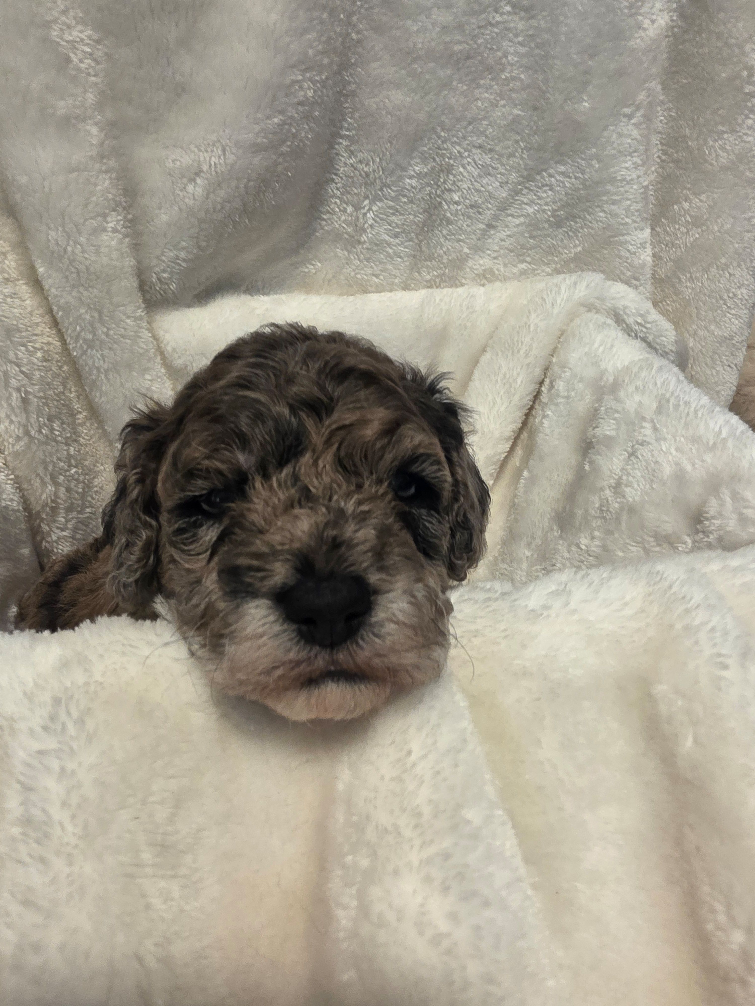 Banna Bread – Poodle - Miniature , Bichpoo puppy for sale in Jefferson City, TN