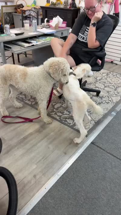 Cream Parti Knox, a male Poodle - Standard  for sale in Tampico, IL – 2 of 4