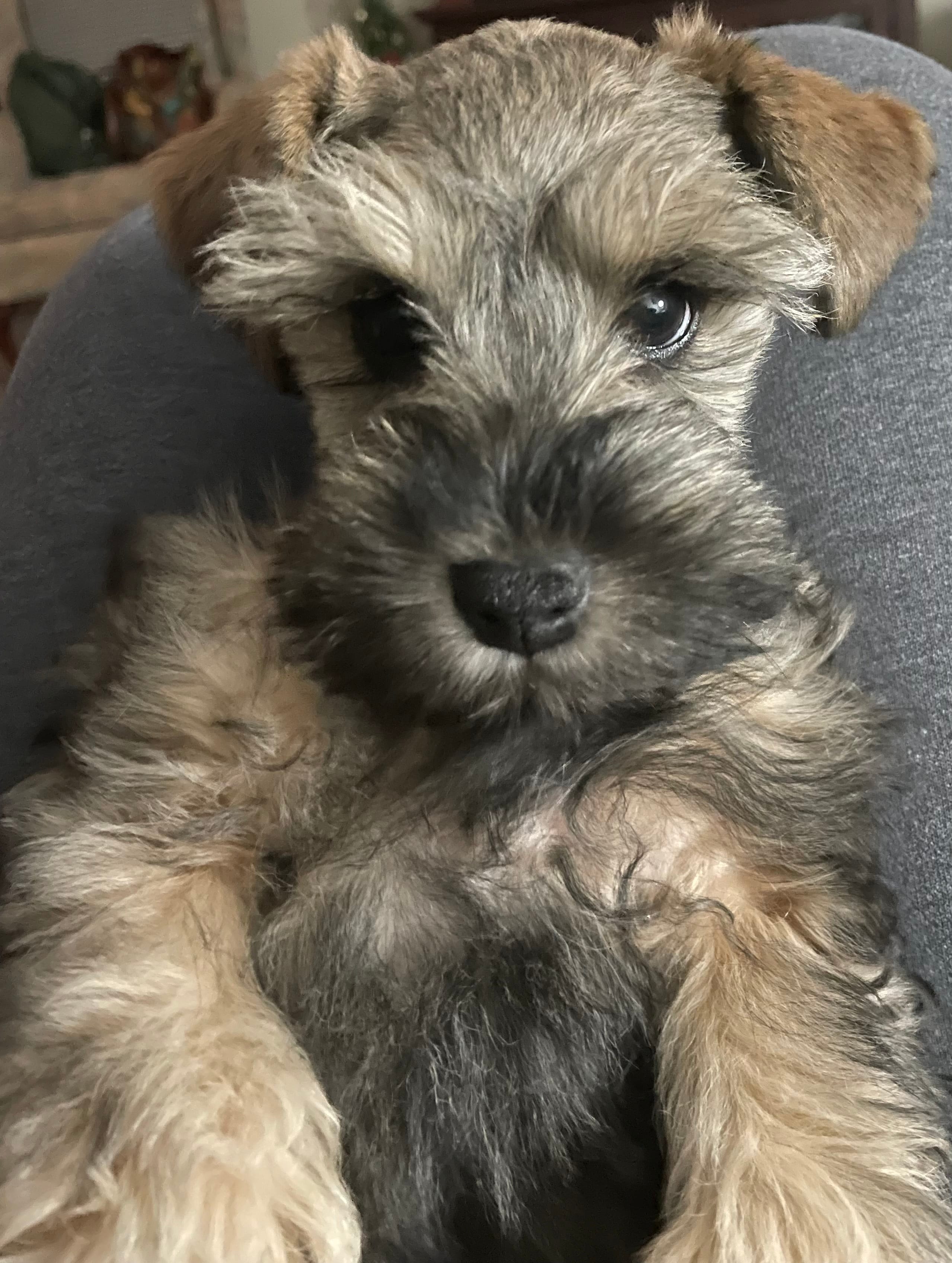 AKC TOY Green Megacoat – Miniature Schnauzer puppy for sale in Madison, AL