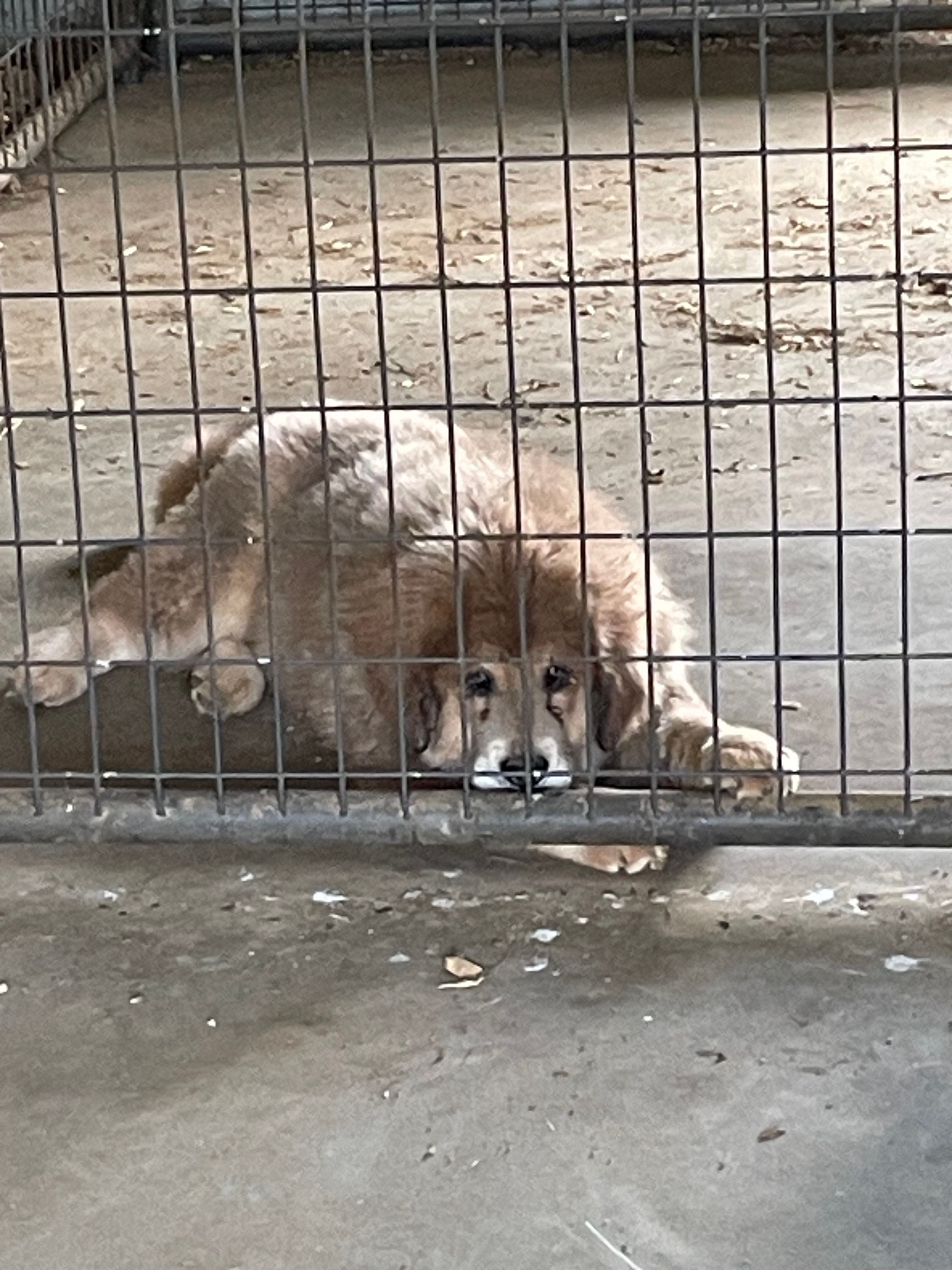 girl – Tibetan Mastiff puppy for sale in Glasgow, KY