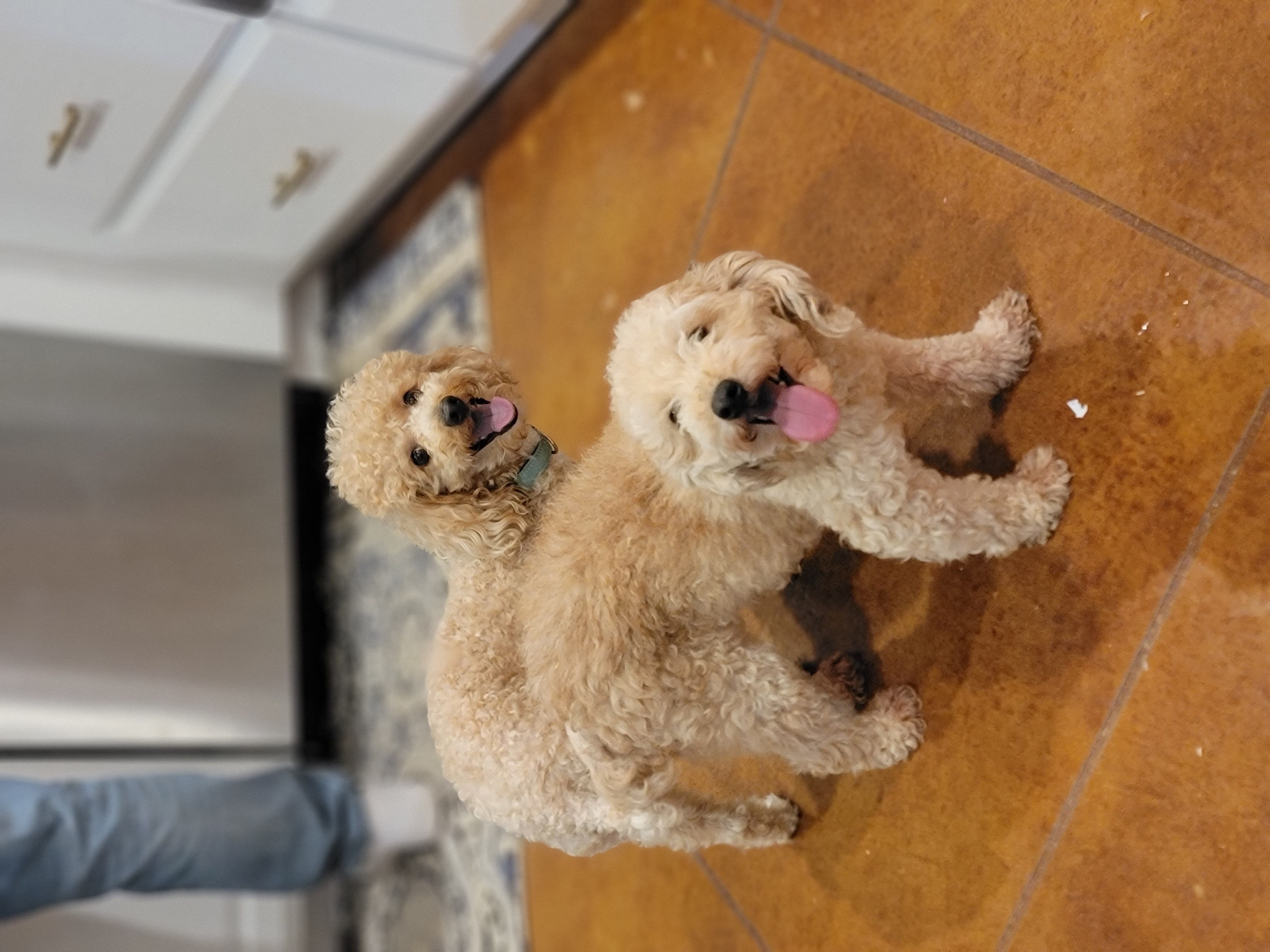 Maddy – Poodle - Miniature  puppy for sale in Minco, OK